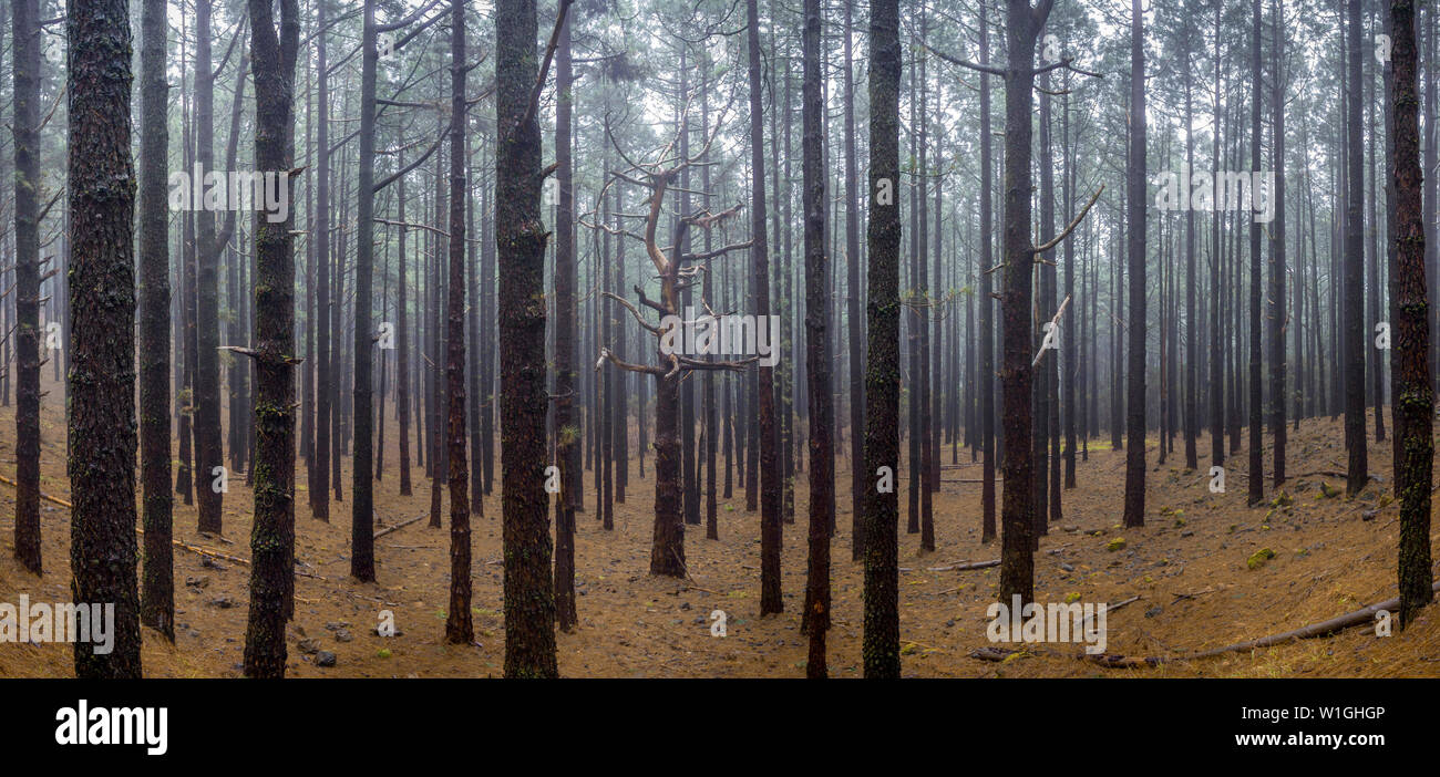 Grand panorama avec un arbre en son centre très différente des autres qui l'entourent. L'arbre a beaucoup de branches tordues et le reste sont droites t Banque D'Images