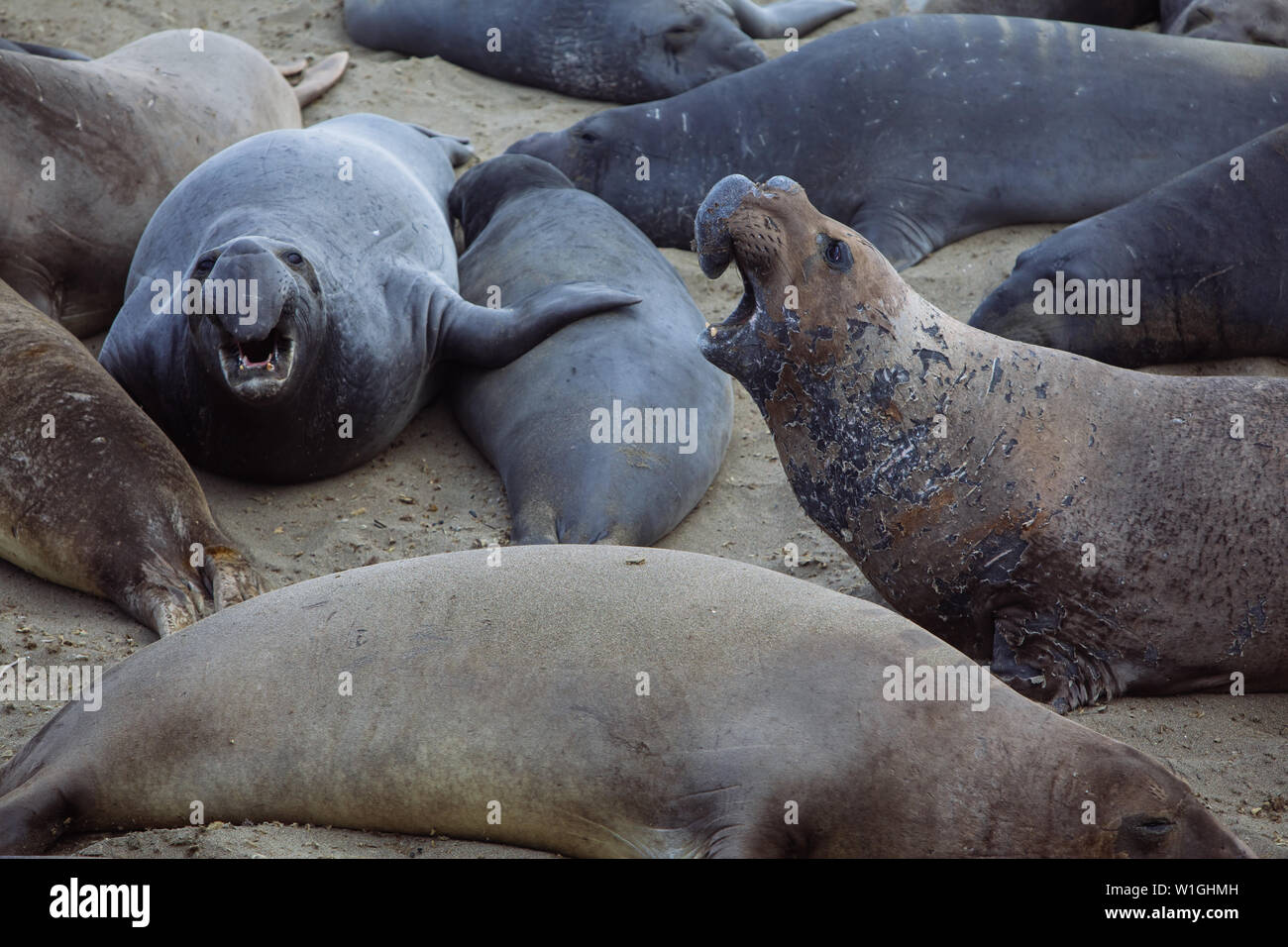 Phoques à éléphants de mer sur la plage de San Simeon, San Luis Obispo, Californie, États-Unis Banque D'Images