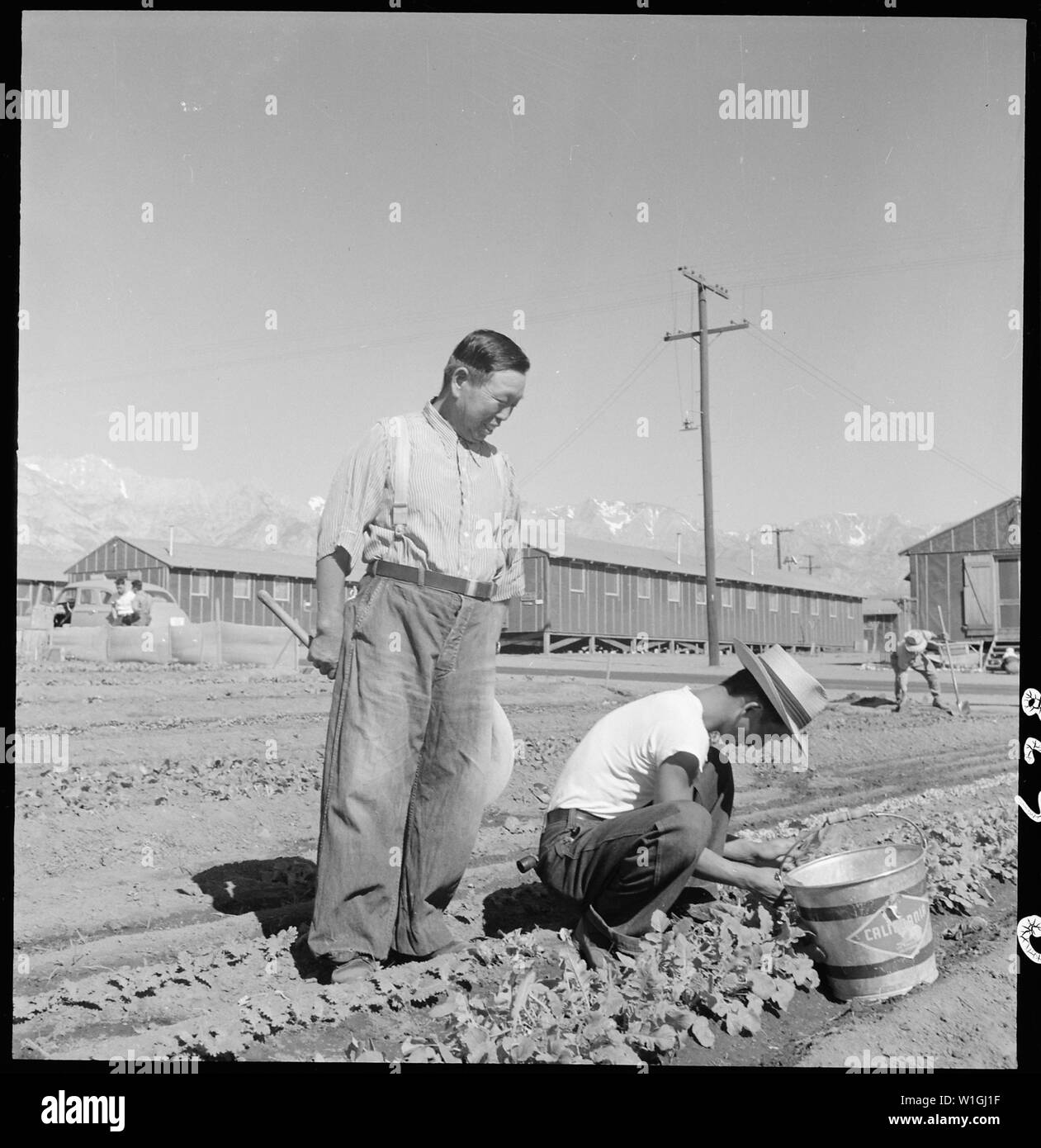 Manzanar Manzanar, Centre de réinstallation, en Californie. Les sinistrés d'origine japonaise sont de plus flouris . . . ; Portée et contenu : la légende complète pour cette photographie se lit comme suit : Manzanar Manzanar, Centre de réinstallation, en Californie. Les sinistrés d'origine japonaise sont de plus en plus florissants chariot récoltes pour leur propre usage dans leurs jardins d'agrément. Ces cultures sont cultivées dans les parcelles 10 x 50 pieds entre les blocs de barrack à cette guerre Autorité Réinstallation centre. Banque D'Images