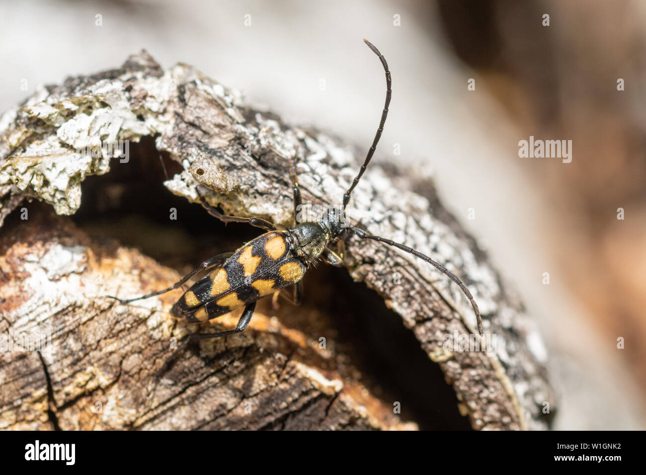 Quatre-longicorne bagués (Leptura quadrifasciata) on log pile, UK Banque D'Images