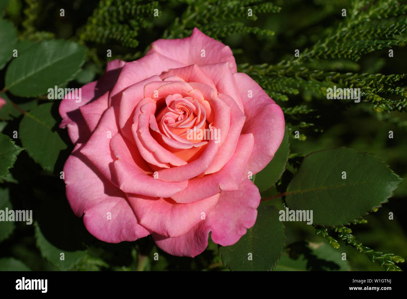 Ashley's belle rose rose close-up. Une fleur, dans un jardin en conditions naturelles dans la verdure, sous le ciel ouvert. Banque D'Images