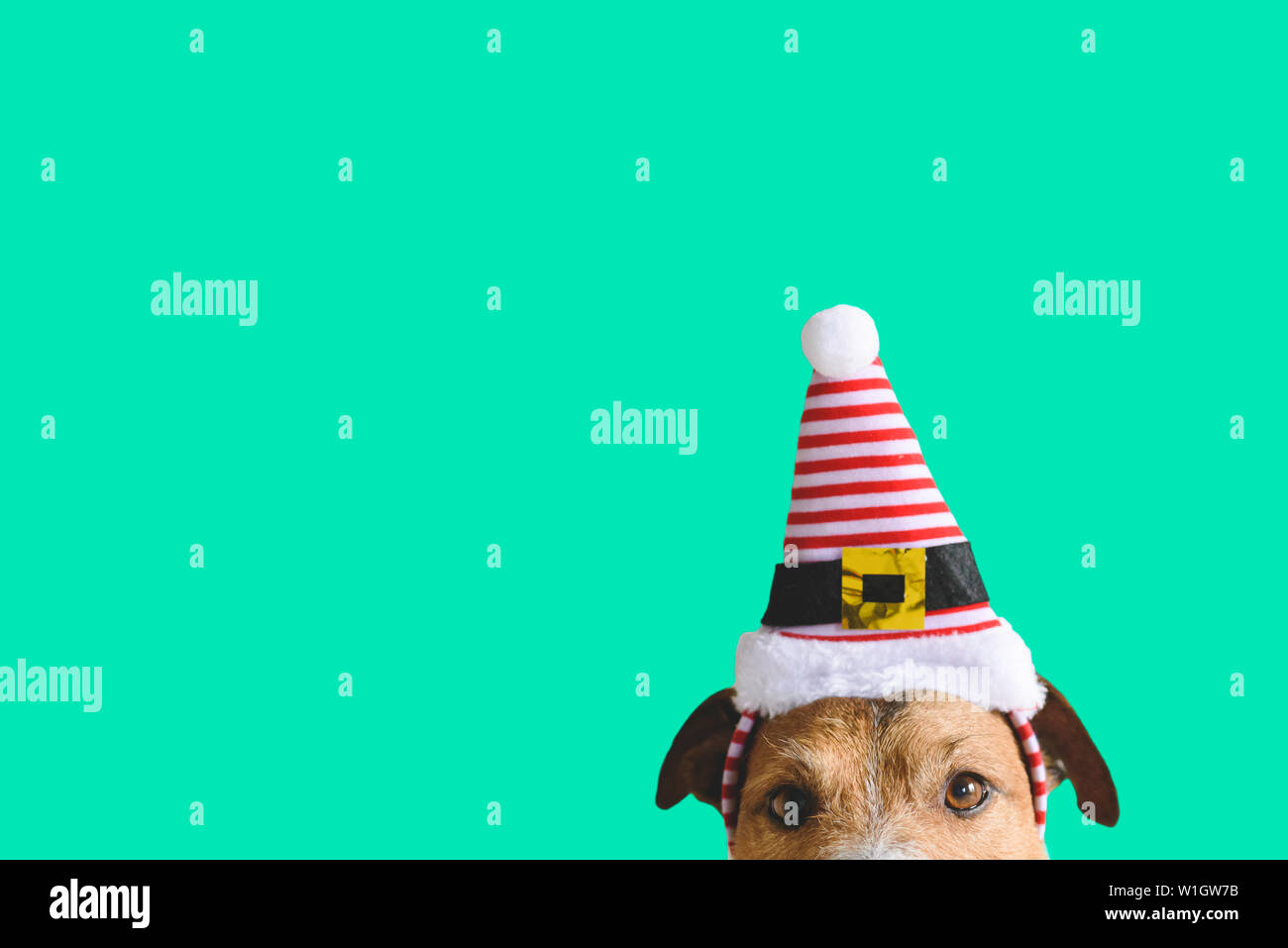 Fêtes de Noël et du nouvel an concept avec dog wearing hat de Santa Claus sous-elf Banque D'Images