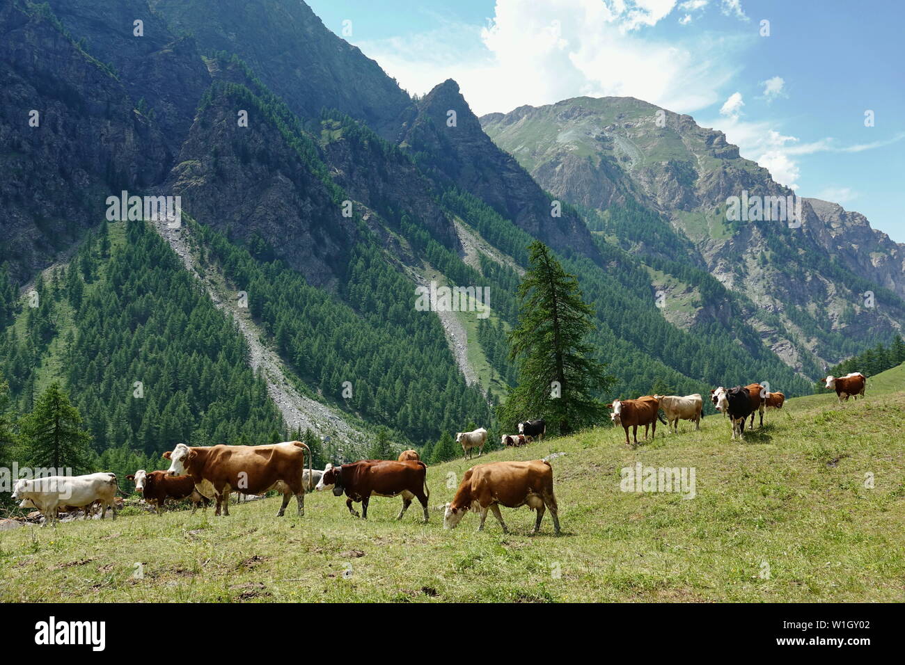 Vaches dans les Alpes italiennes Banque D'Images