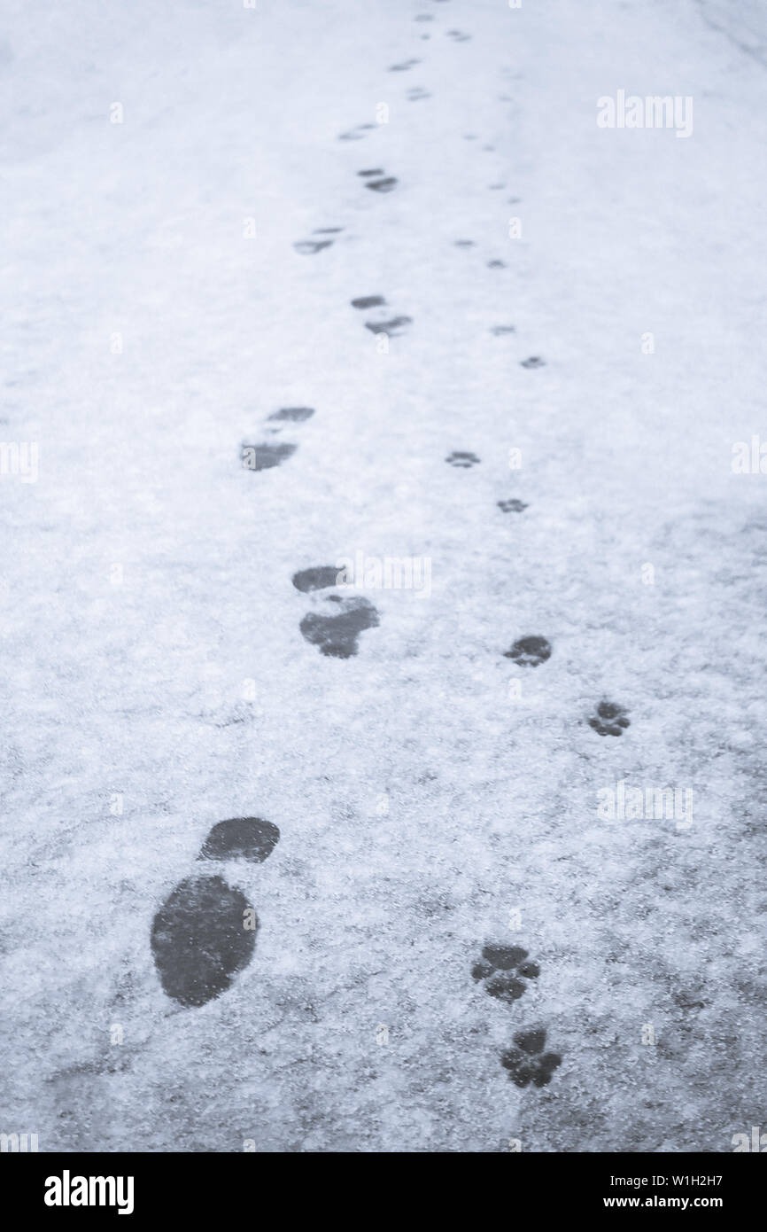 Les traces d'un homme et son chien dans la neige. belle photo de neige propriétaire de chien les pistes. L'amitié de l'homme et le chien Banque D'Images