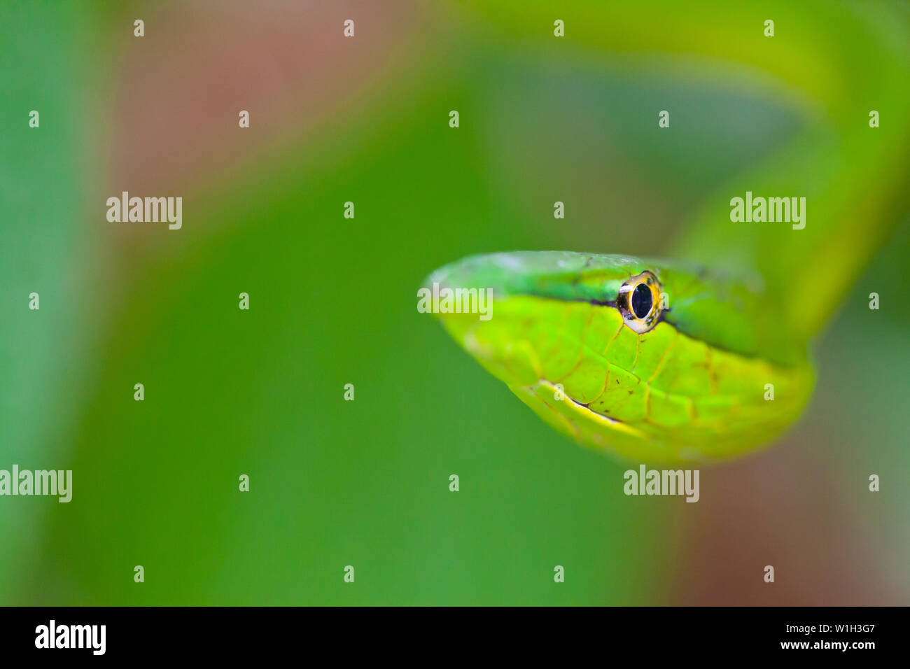 Serpent de vigne verte - BEJUQUILLA VERDE(Oxybelis fulgidus), Costa Rica, Amérique Centrale, Amérique Latine Banque D'Images