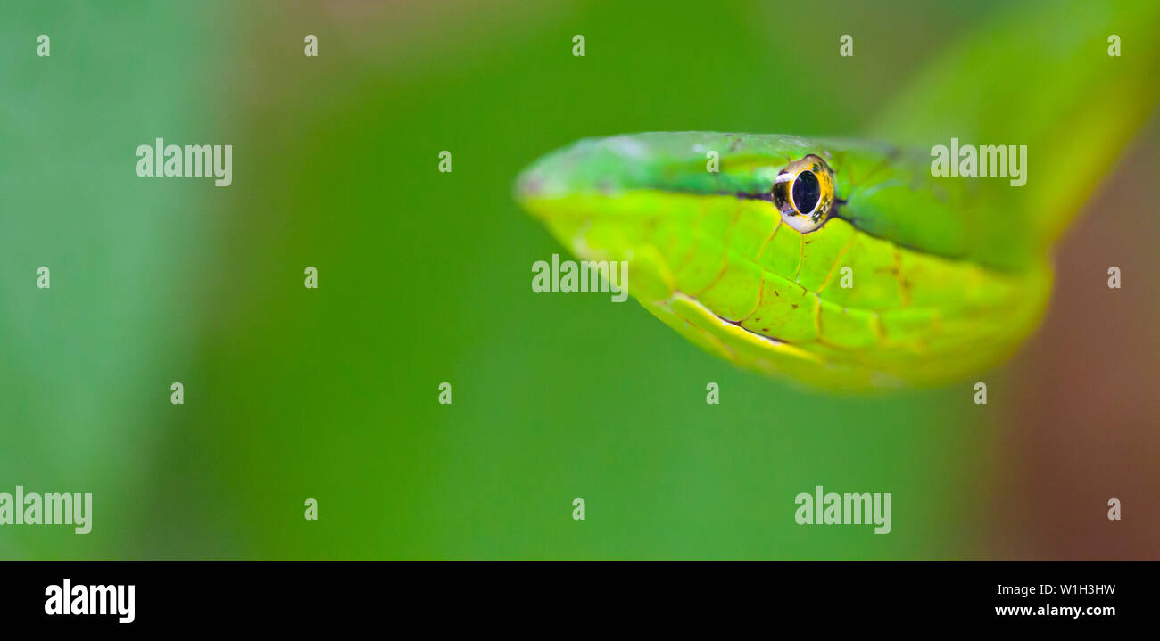 Serpent de vigne verte - BEJUQUILLA VERDE(Oxybelis fulgidus), Costa Rica, Amérique Centrale, Amérique Latine Banque D'Images
