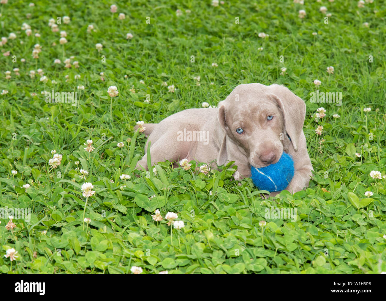 Braque de Weimar chiot tenant une boule bleue dans sa bouche tout en étant allongé dans l'herbe Banque D'Images