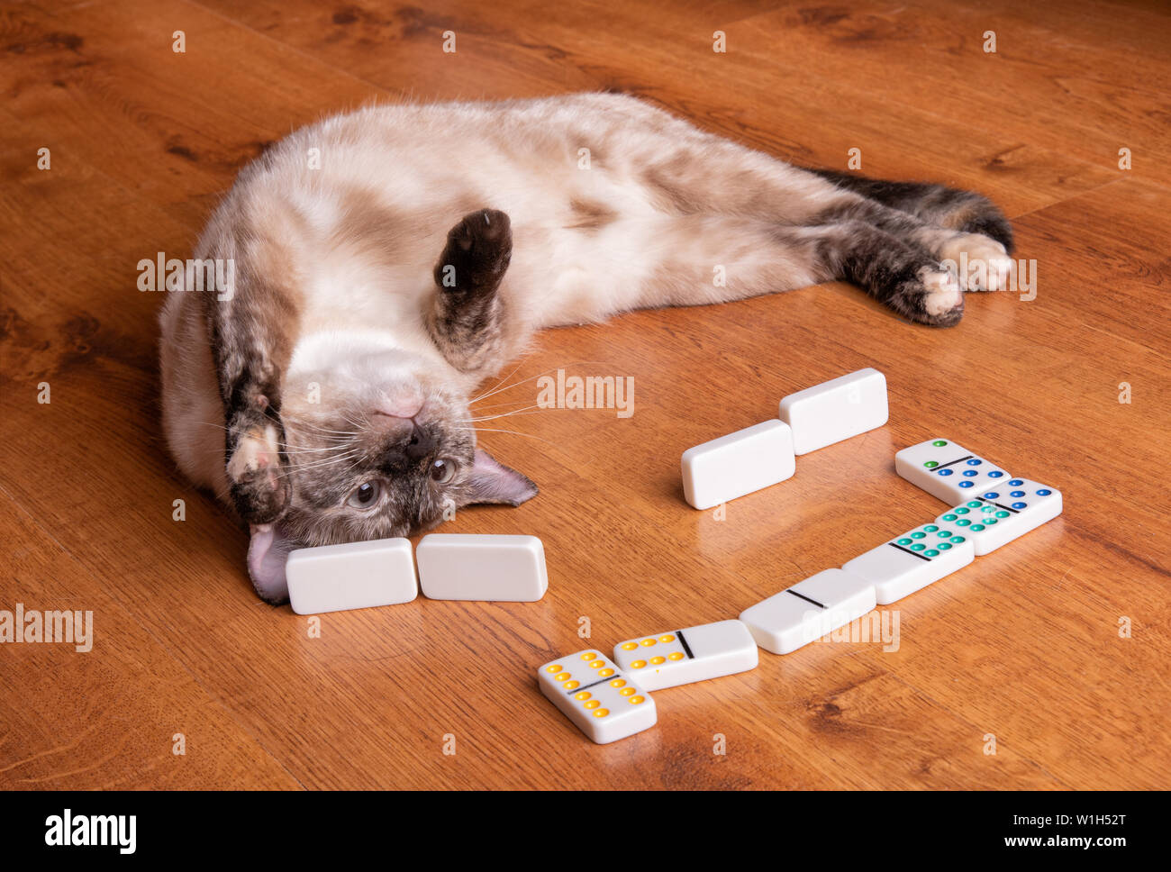 Adorable tortie point Siamese Cat jouer aux dominos à l'envers Banque D'Images
