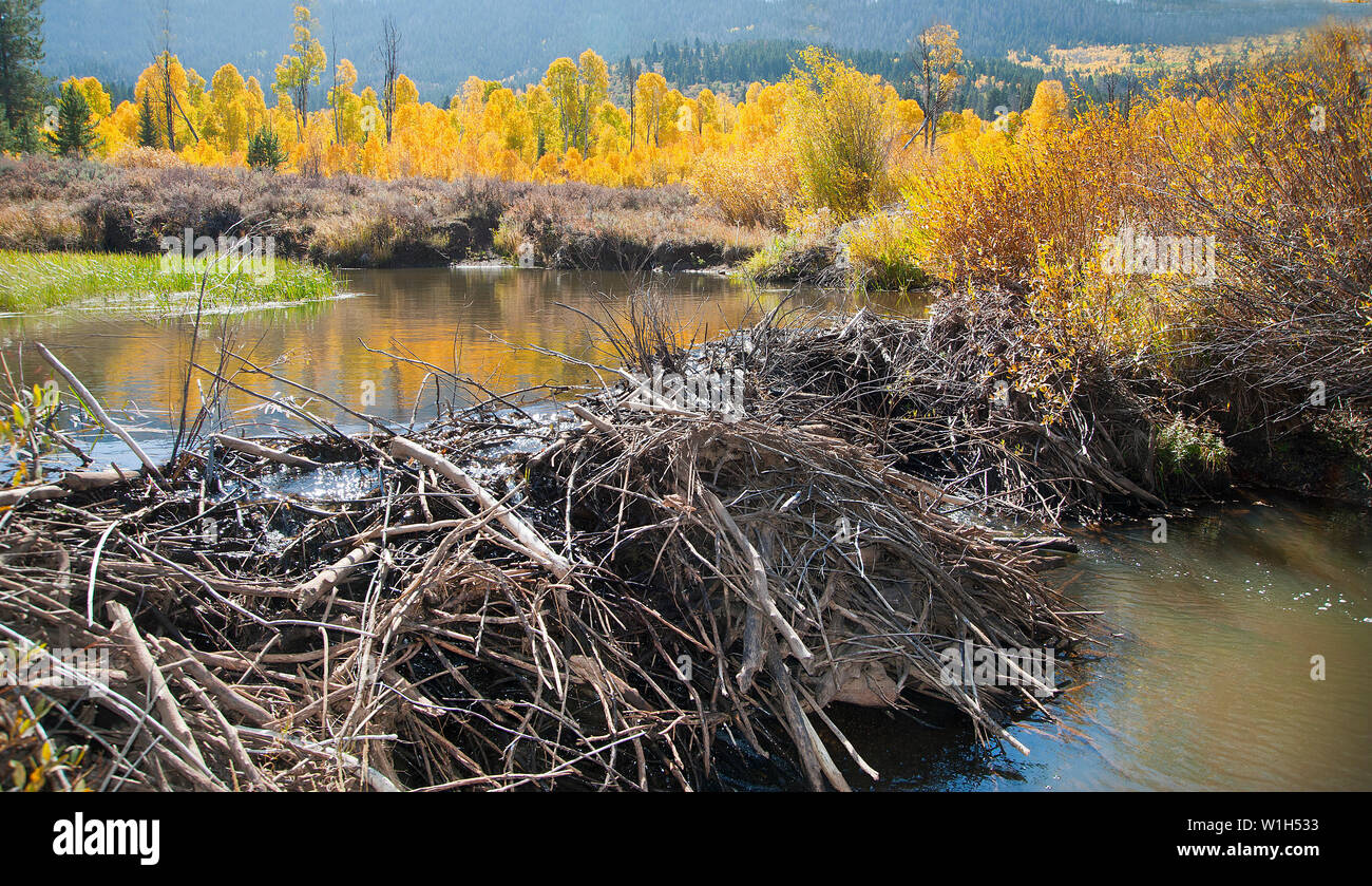 Un barrage de castors bloque un affluent de la Provo River au milieu des feuilles d'automne colorées sur la route transcanadienne à l'est du lac Miroir de kamas, Utah dans le Uinta-Wasatch-Ca Banque D'Images