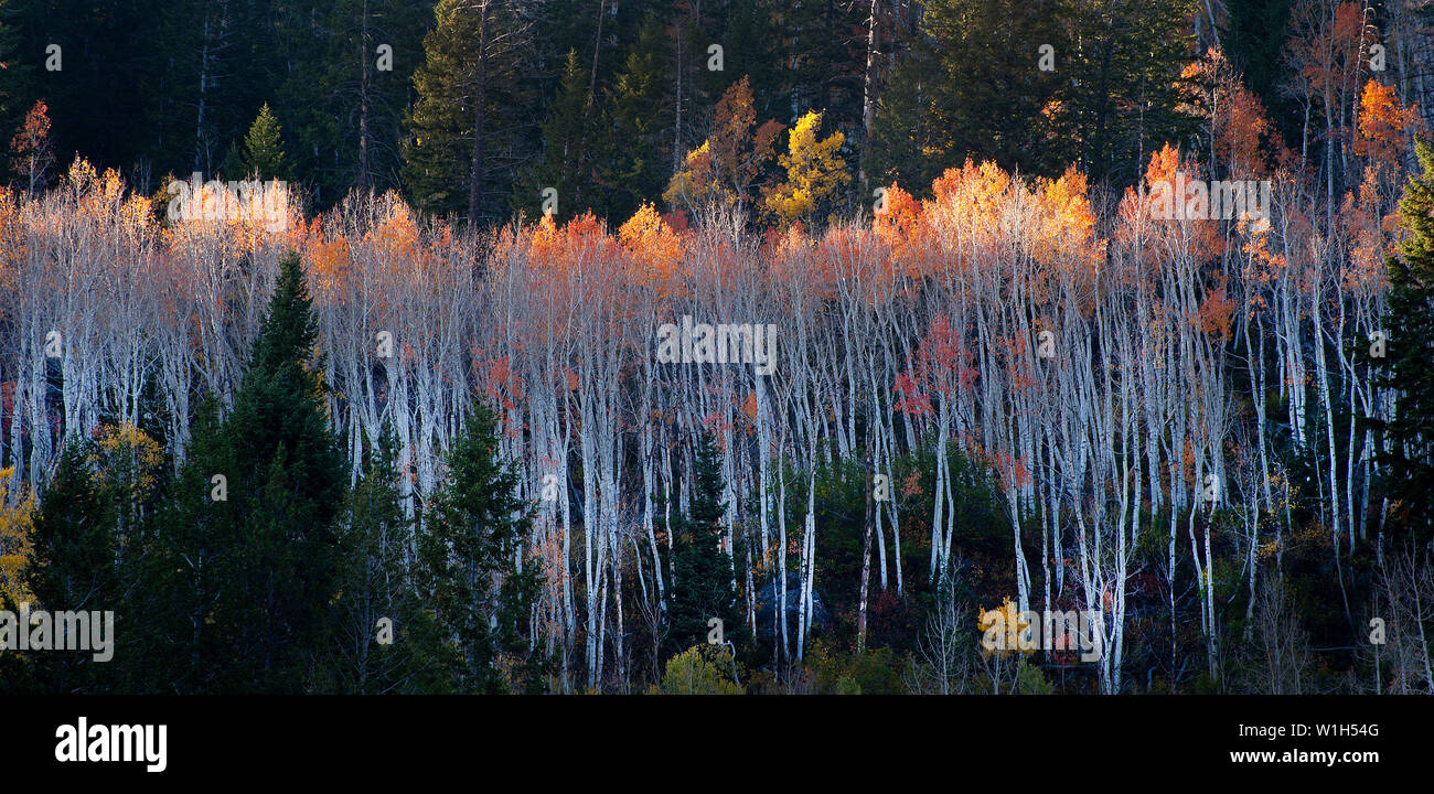 Le Treetops, ouvrent à l'établissement du soleil comme la couleur de l'automne tire à sa fin le long de la route transcanadienne à l'est du lac Miroir de kamas, Utah. (C) 2012 Tom Kelly Banque D'Images