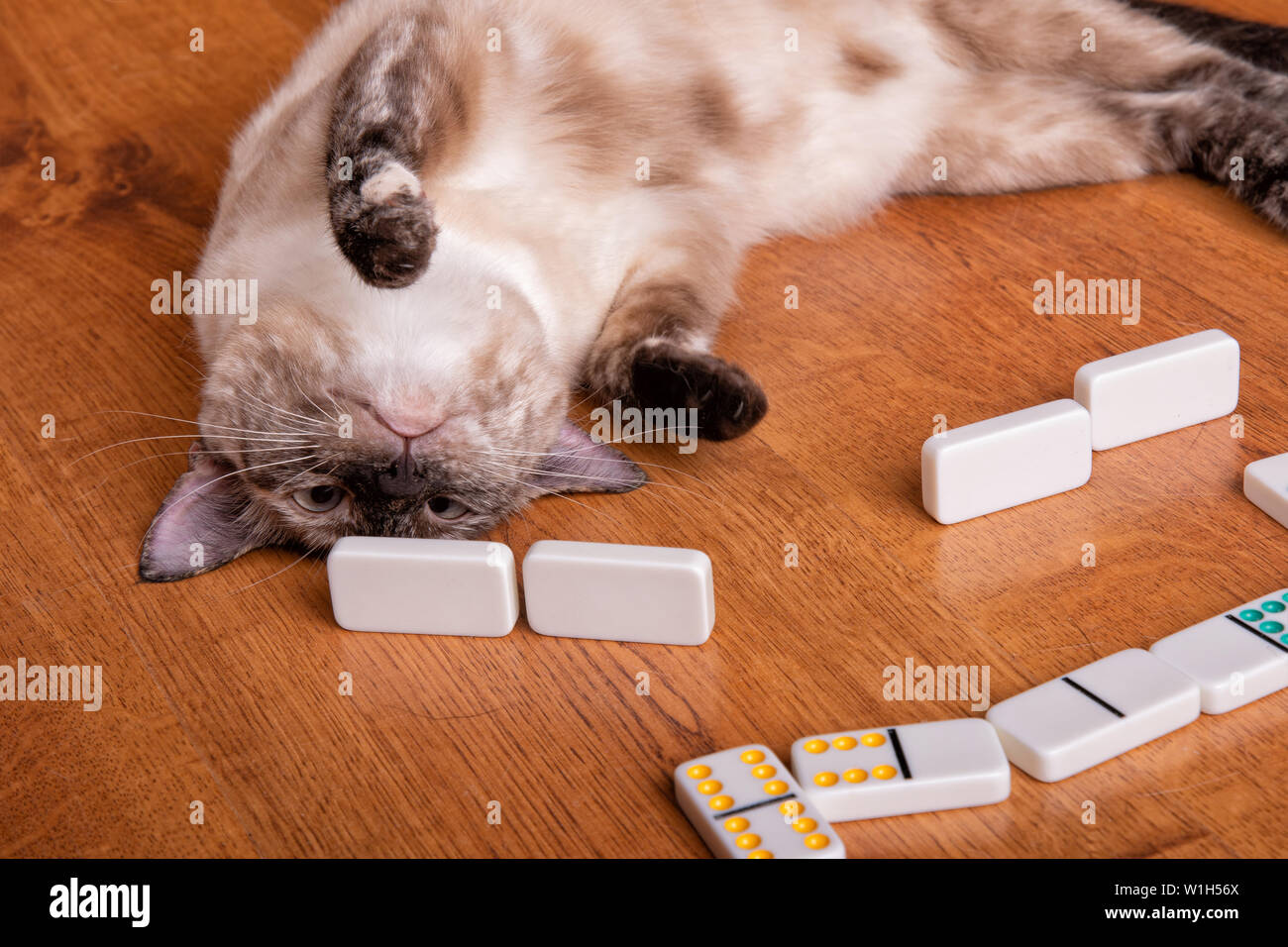 Une image d'humour d'une tortie point Siamese Cat jouer aux dominos, d'inspecter son commerce à l'envers Banque D'Images