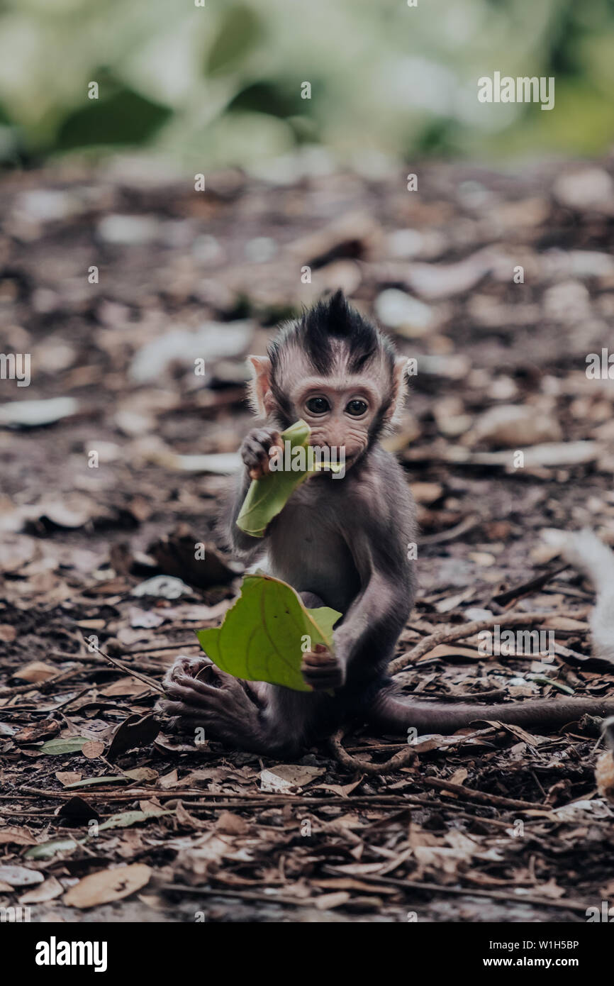 Bébé singe macaque mangeant une feuille verte à la forêt des singes d'Ubud à Bali, Indonésie. Banque D'Images