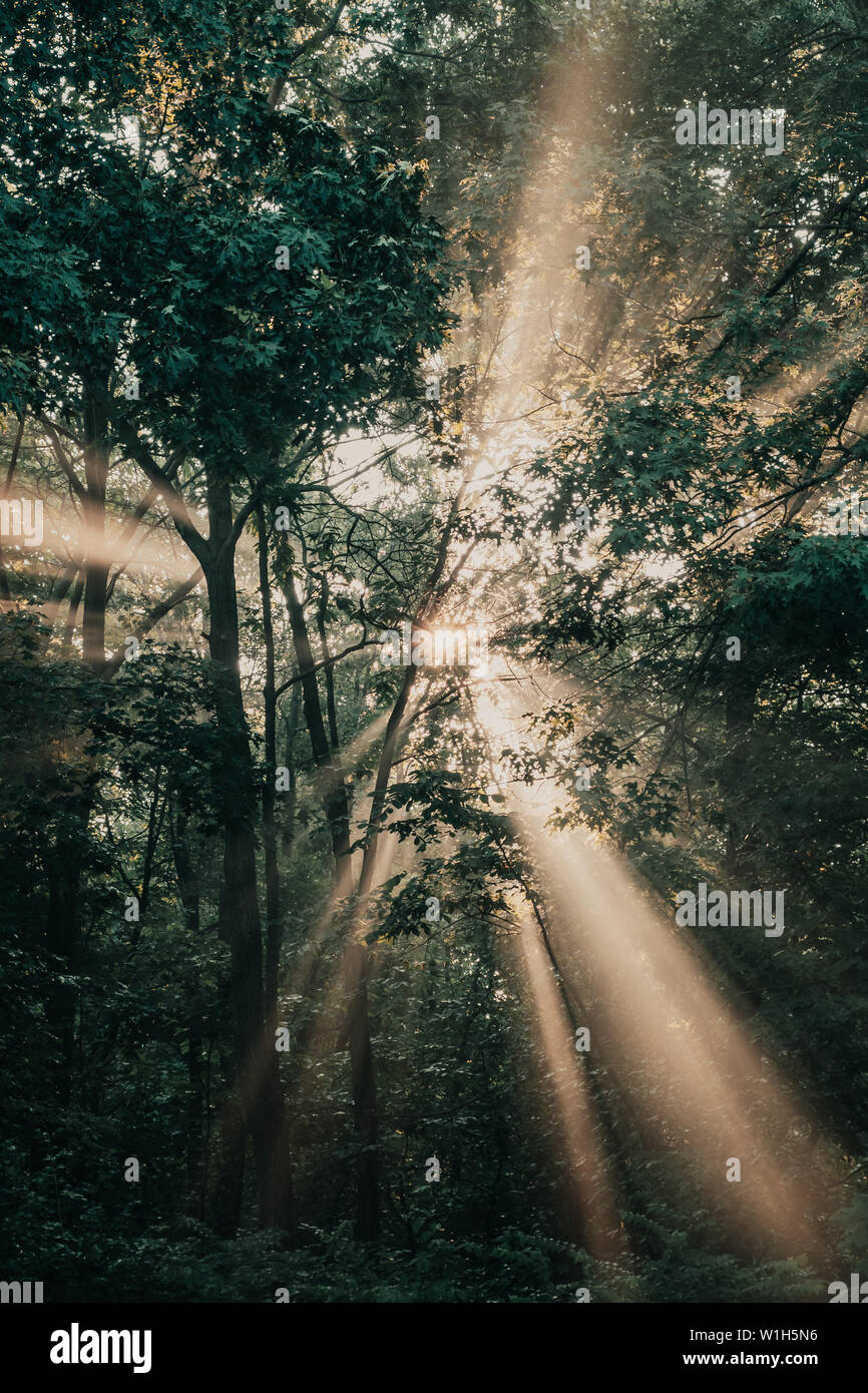 L'éclatement des rayons de lumière, les faisceaux lumineux à travers les arbres dans une forêt ou dans un parc au lever du soleil près de que Saylorville Lake, Polk City, Iowa. Banque D'Images