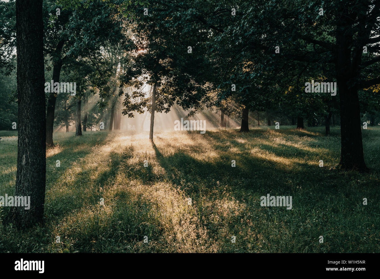 L'éclatement des rayons de lumière, les faisceaux lumineux à travers les arbres dans une forêt ou dans un parc au lever du soleil près de que Saylorville Lake, Polk City, Iowa. Banque D'Images