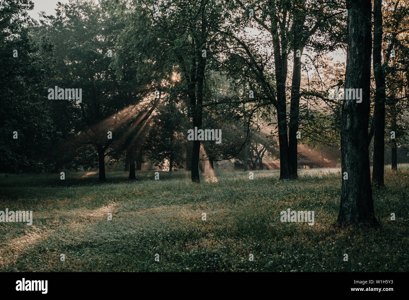 L'éclatement des rayons de lumière, les faisceaux lumineux à travers les arbres dans une forêt ou dans un parc au lever du soleil près de que Saylorville Lake, Polk City, Iowa. Banque D'Images