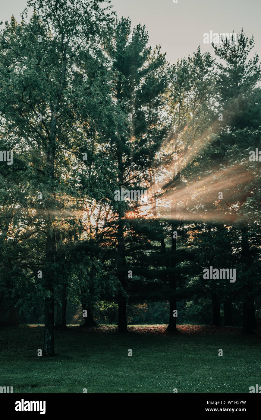 L'éclatement des rayons de lumière, les faisceaux lumineux à travers les arbres dans une forêt ou dans un parc au lever du soleil près de que Saylorville Lake, Polk City, Iowa. Banque D'Images
