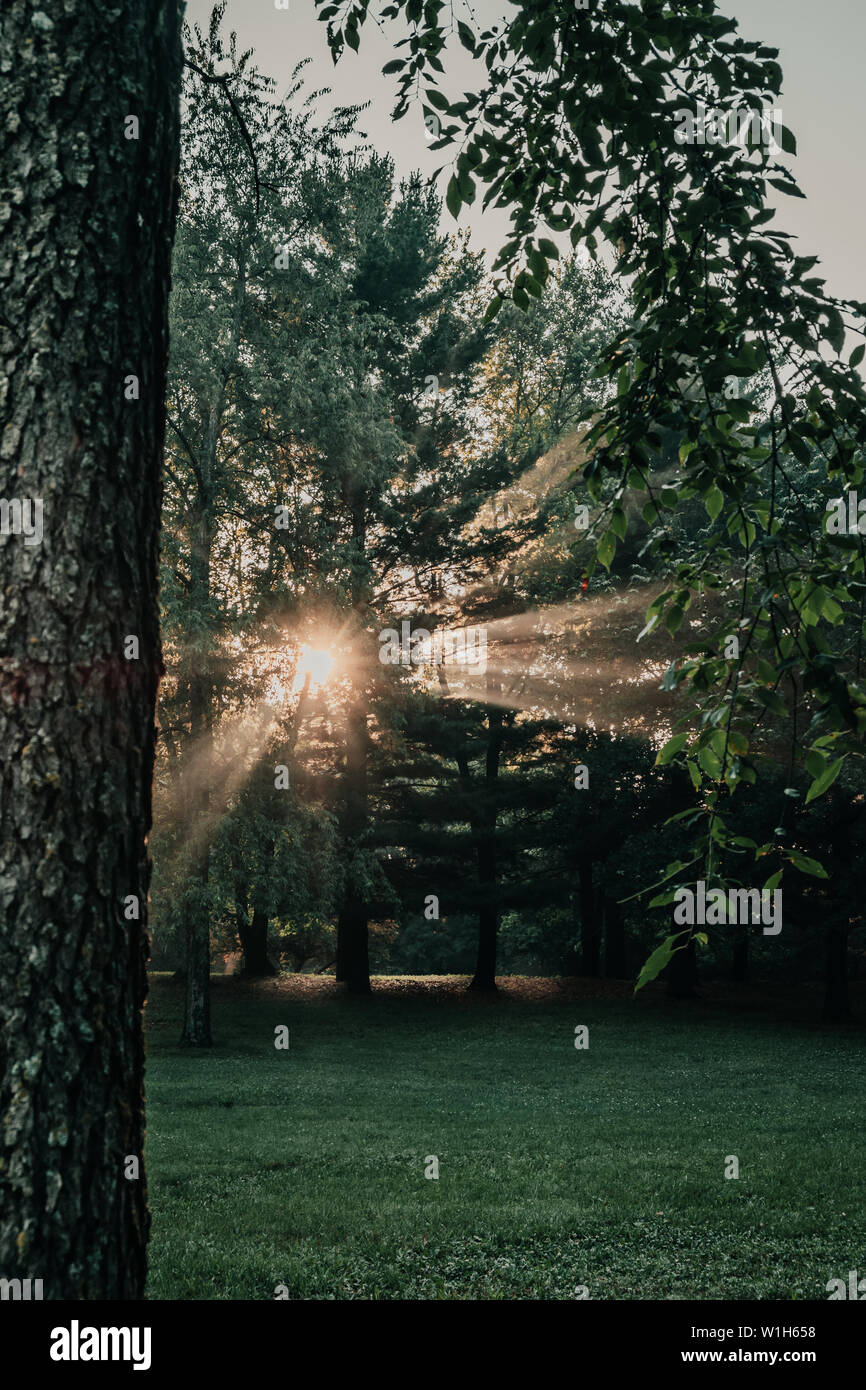 L'éclatement des rayons de lumière, les faisceaux lumineux à travers les arbres dans une forêt ou dans un parc au lever du soleil près de que Saylorville Lake, Polk City, Iowa. Banque D'Images