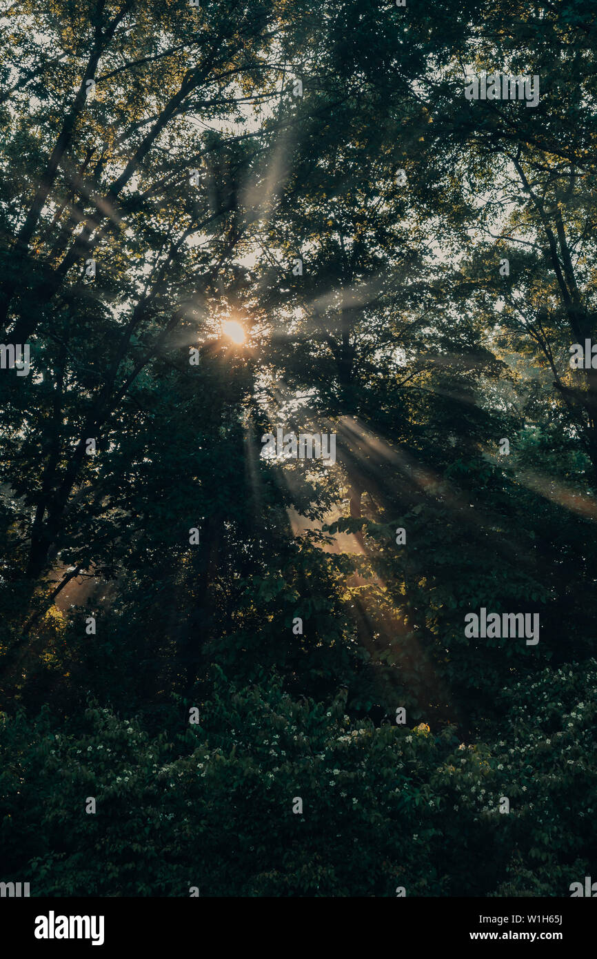 L'éclatement des rayons de lumière, les faisceaux lumineux à travers les arbres dans une forêt ou dans un parc au lever du soleil près de que Saylorville Lake, Polk City, Iowa. Banque D'Images
