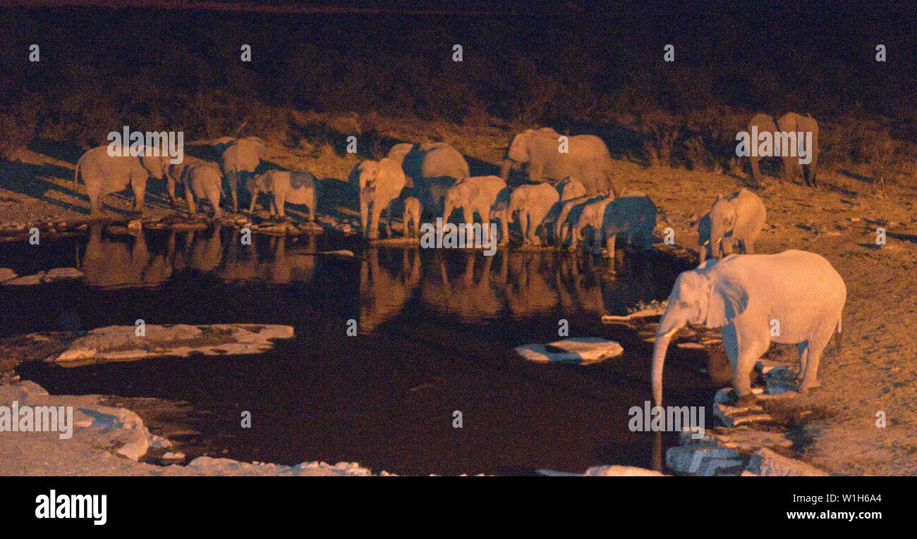 Une famille de 21 éléphants prendre un verre dans le trou à l'arrosage de Moringa Halali Rest Camp dans le Parc National d'Etosha, Namibie. (C) 2008 Tom Kelly Banque D'Images