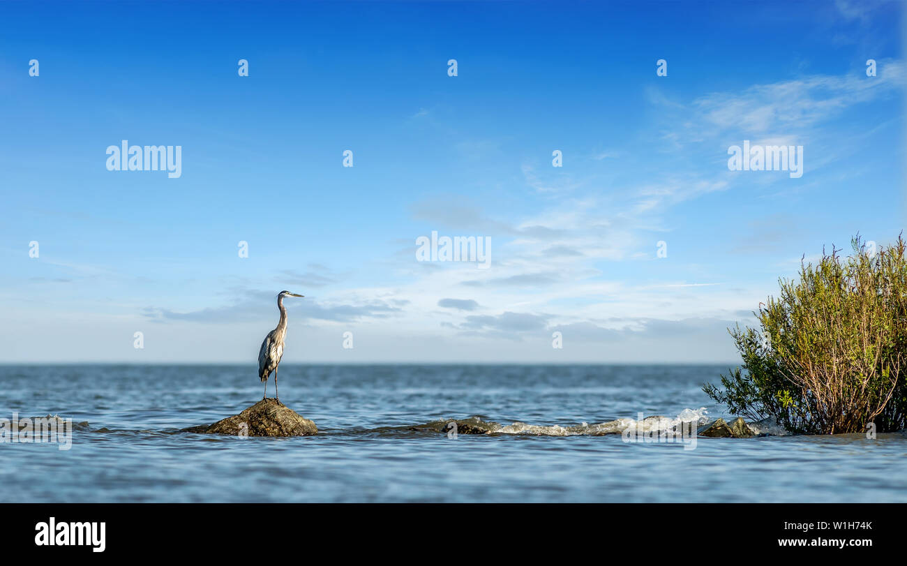 Grand Héron majestueusement debout sur un rocher surplombant la jetée de la baie de Chesapeake dans le Maryland sur une journée ensoleillée Banque D'Images