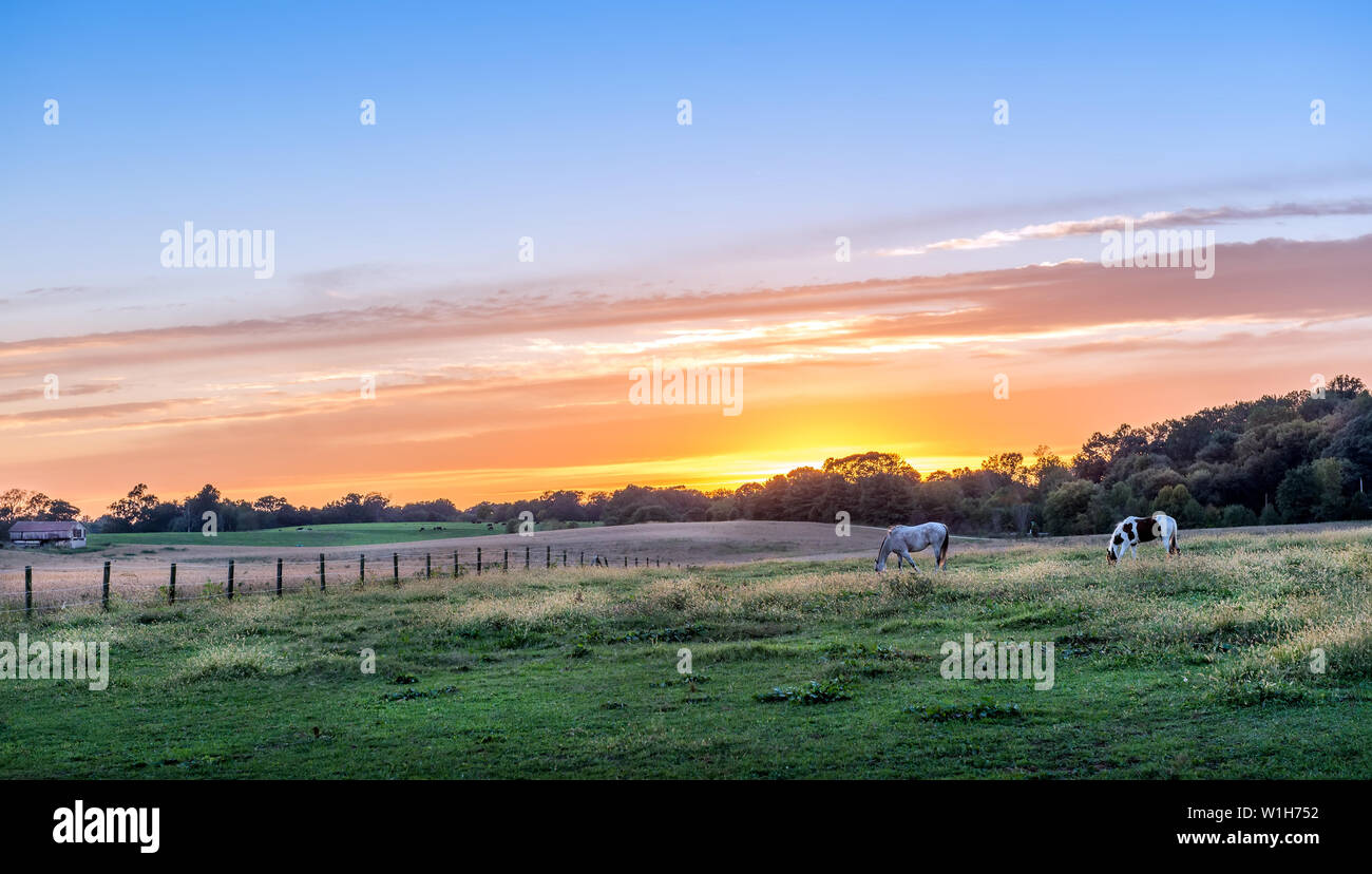 Tranquillement chevaux paissant dans une prairie luxuriante sur une ferme rurale dans le Maryland au coucher du soleil Banque D'Images