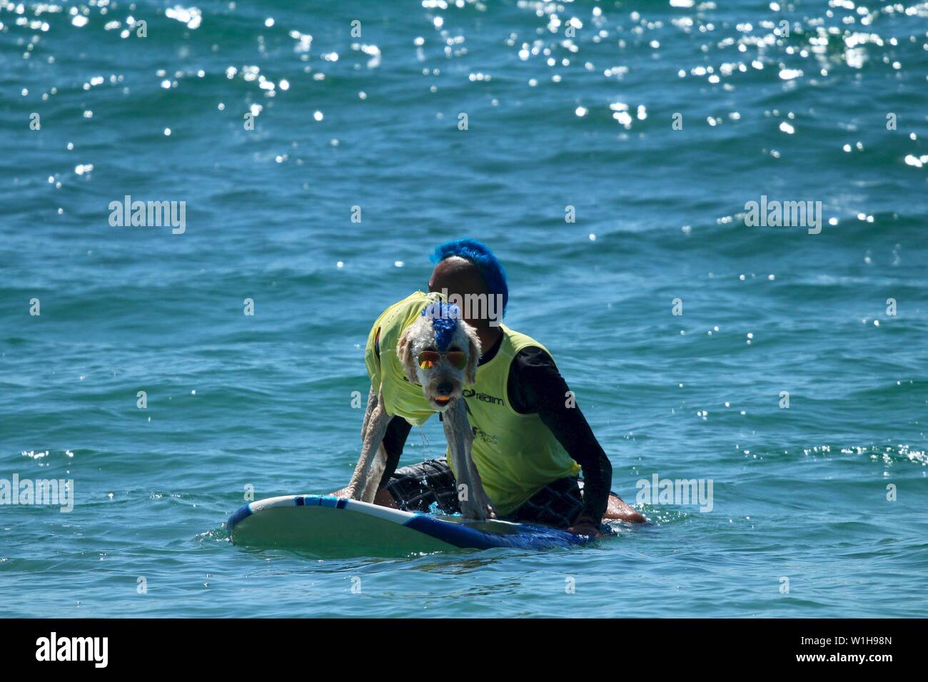 La compétition de surf de chien à Huntington Beach, Californie Banque D'Images