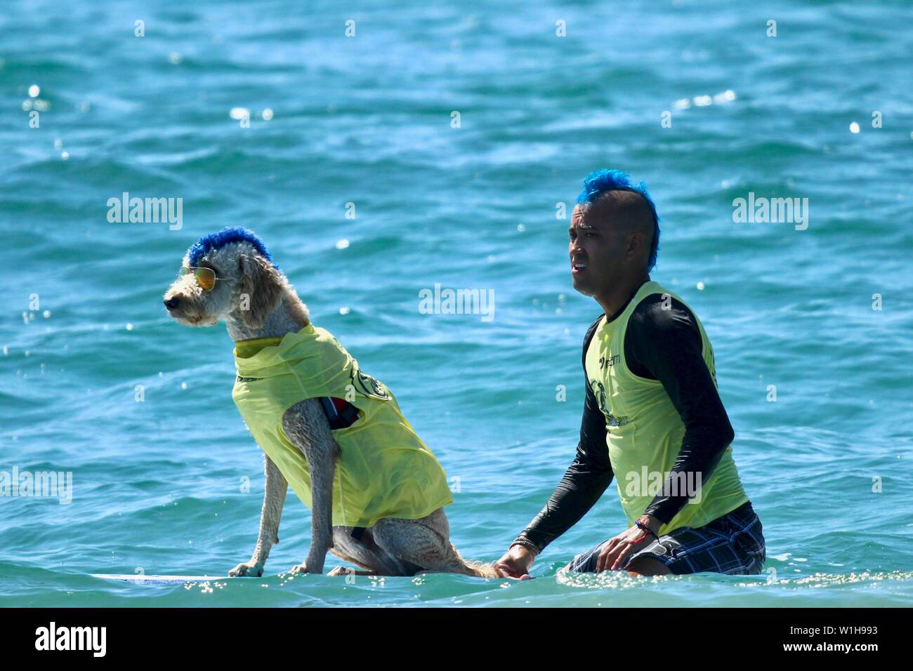 La compétition de surf de chien à Huntington Beach, Californie Banque D'Images