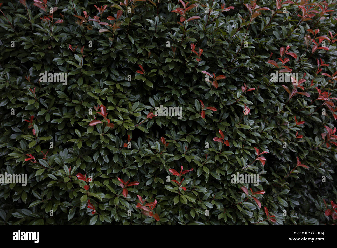 Haie rouge Banque de photographies et d’images à haute résolution - Alamy