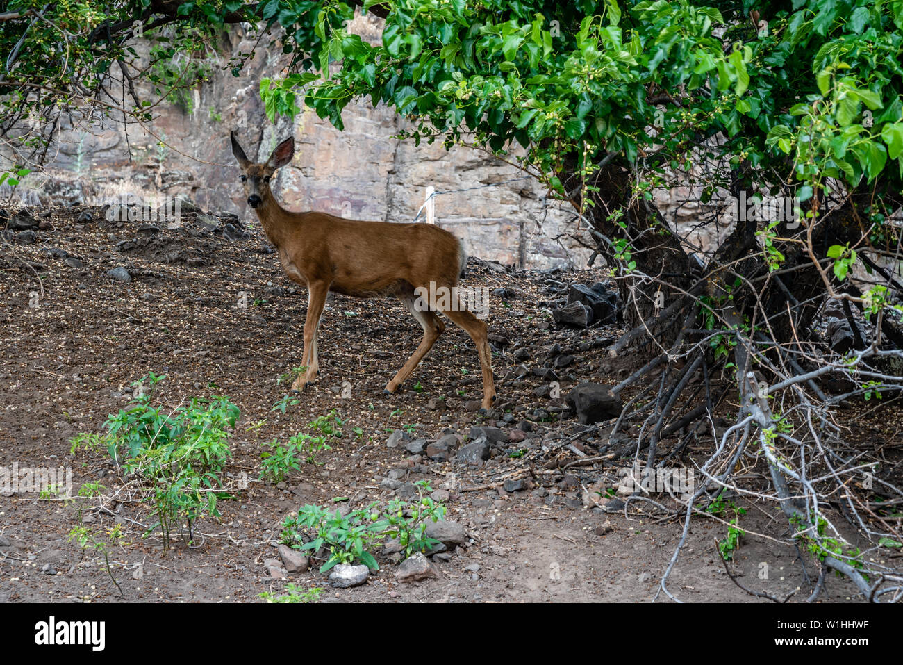 Jeune Cerf Doe Banque D'Images