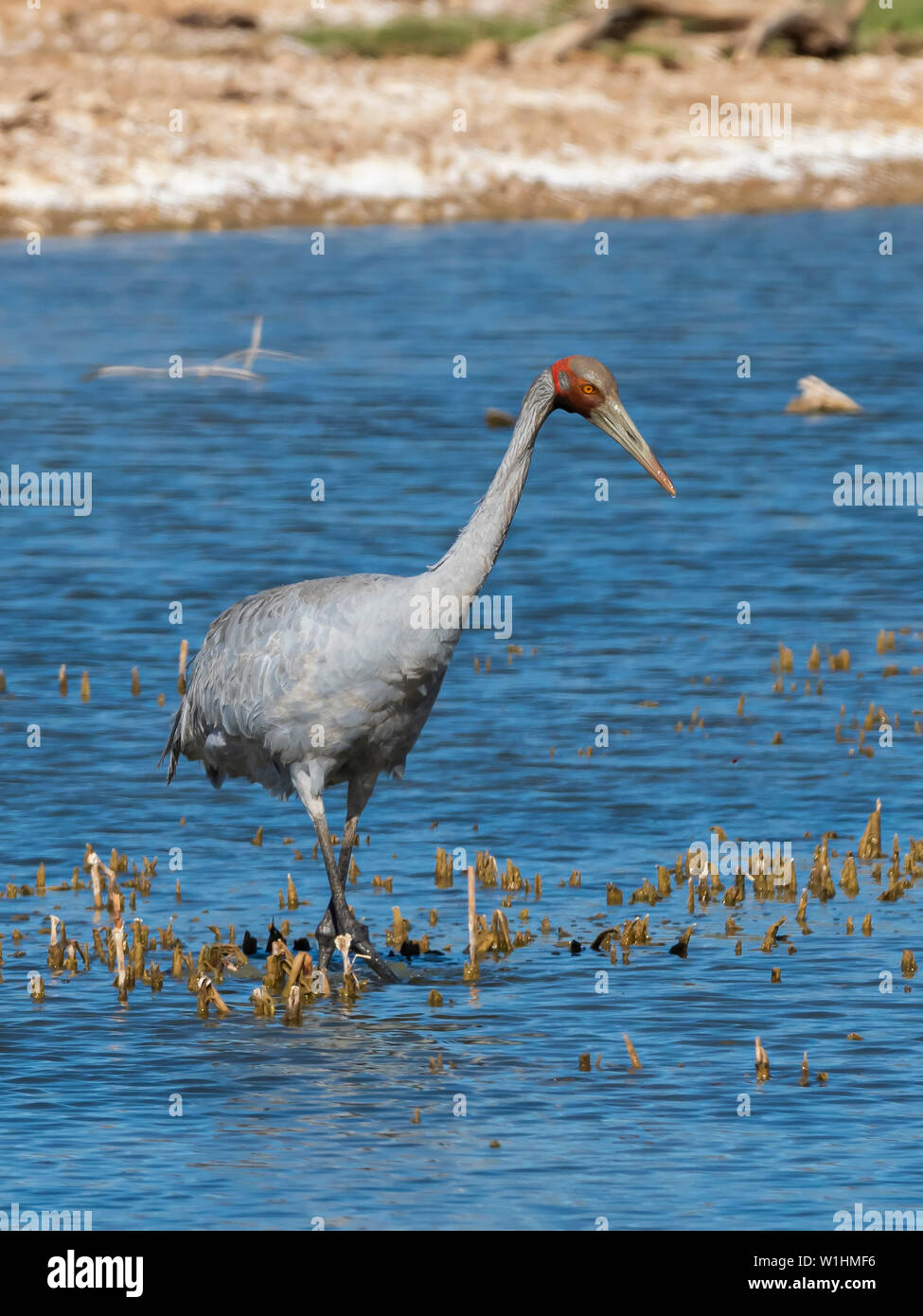 (Brolga Grus rubicunda) Banque D'Images