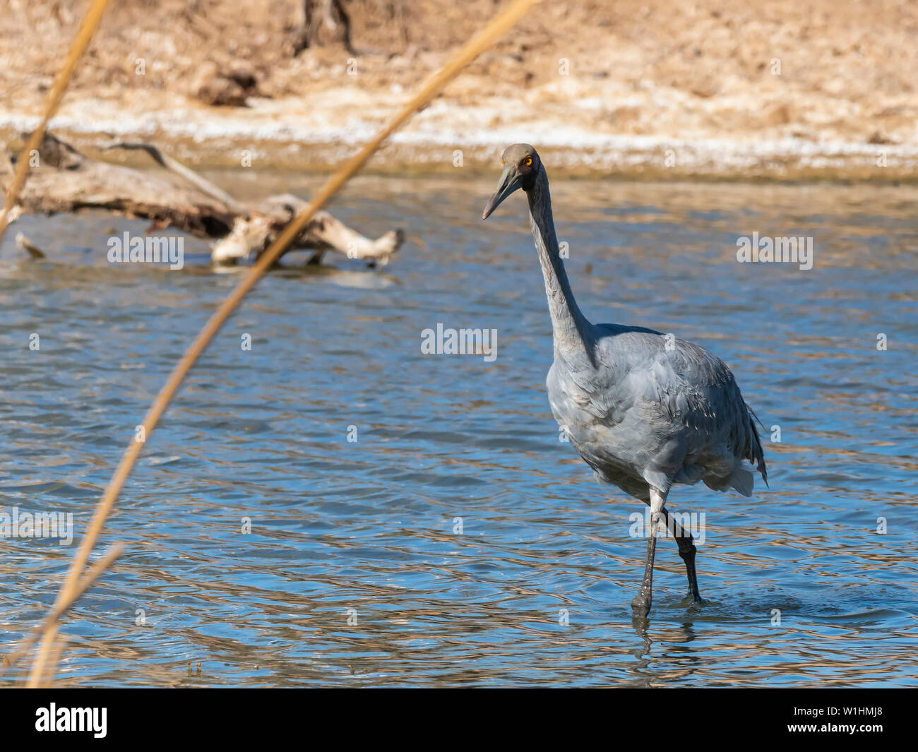 (Brolga Grus rubicunda) Banque D'Images