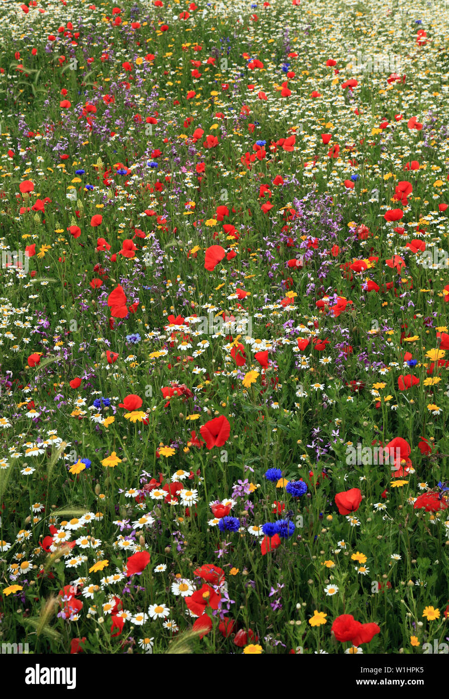 Coquelicot, Marguerite, de bleuet, fleurs sauvages, jardin de fleurs sauvages, border, coloré Banque D'Images