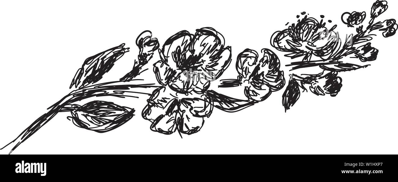La direction générale de sakura vecteur illustration isolé sur fond blanc. Illustration vecteur de fleurs en contour noir et blanc avion sur fond blanc. Illustration de Vecteur