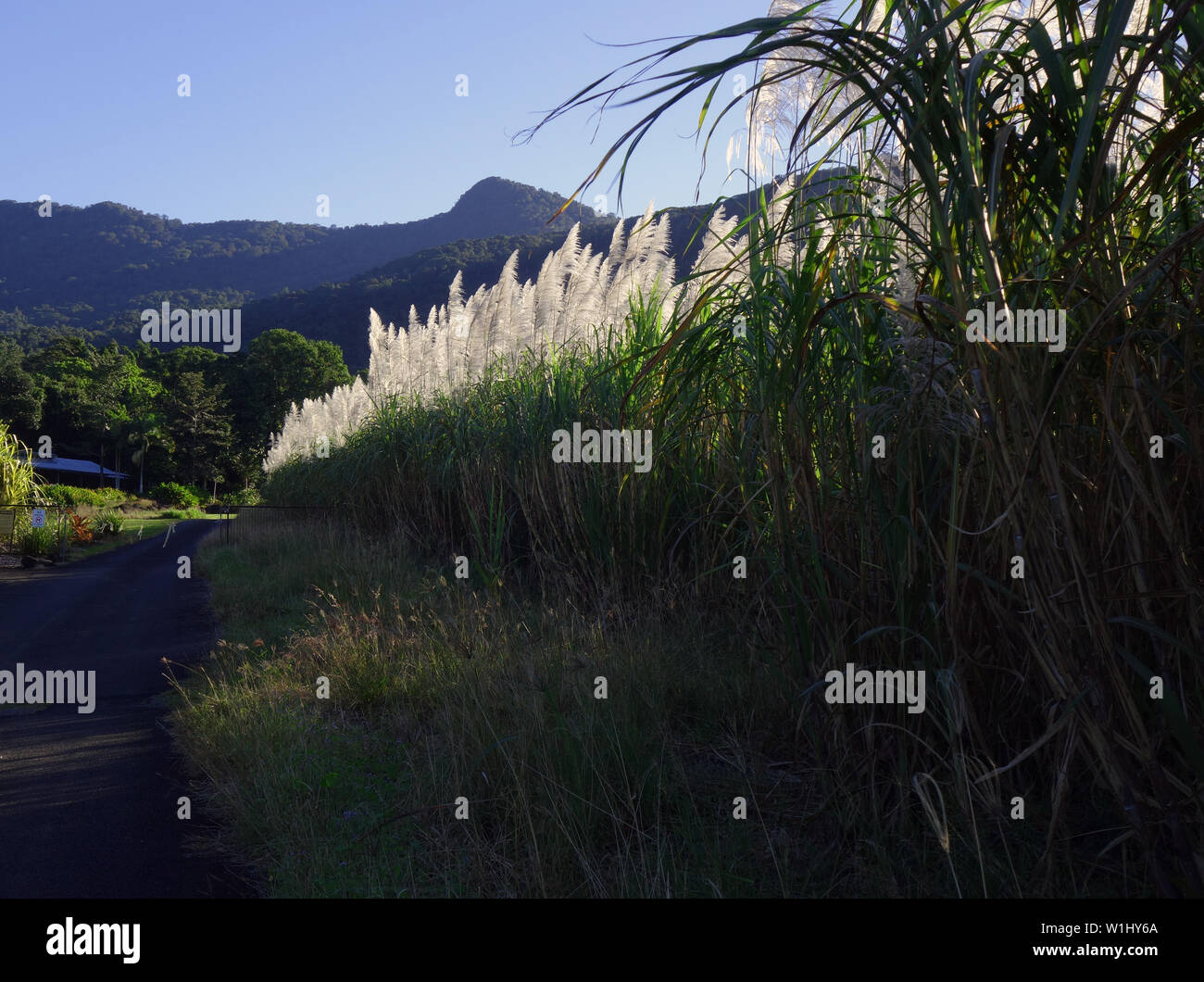Pêche à la route passe à travers les champs de canne à sucre, près de Cairns, Queensland, Australie. Pas de PR Banque D'Images