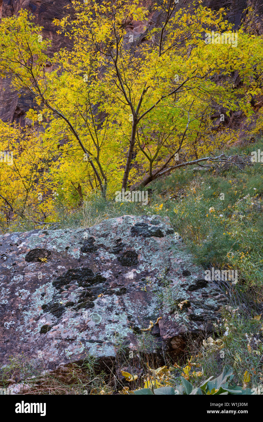 De lichen et de mousse sur la roche avec le bouleau blanc en automne, Zion National Park, Utah Banque D'Images