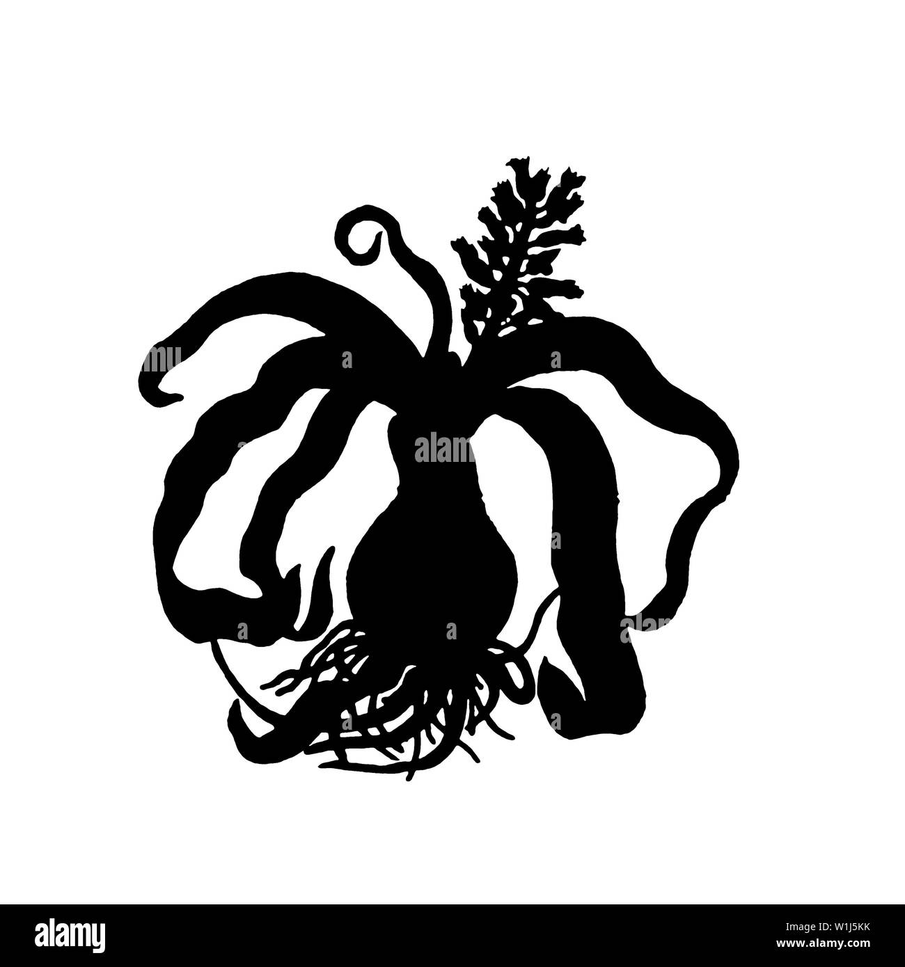 Silhouette d'un endroit sec et pressé sur Squill Jacinthe newspaper Banque D'Images