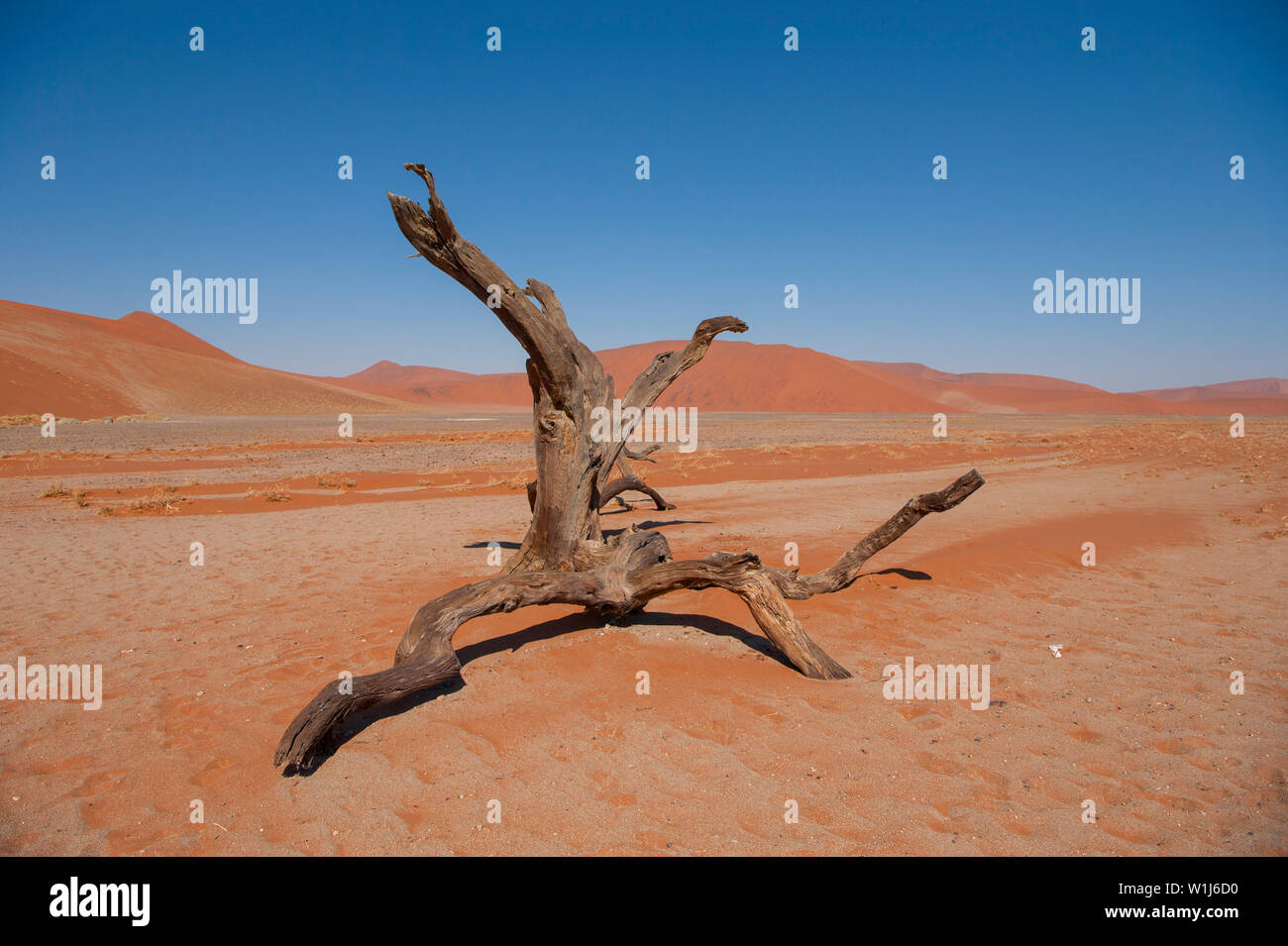 Dead Vlei, avec 900 ans de vieux arbres desséchés debout dans le marais salant entouré d'immenses dunes de sable rouge. Namib-Naukluft National Park, la Namibie. Banque D'Images