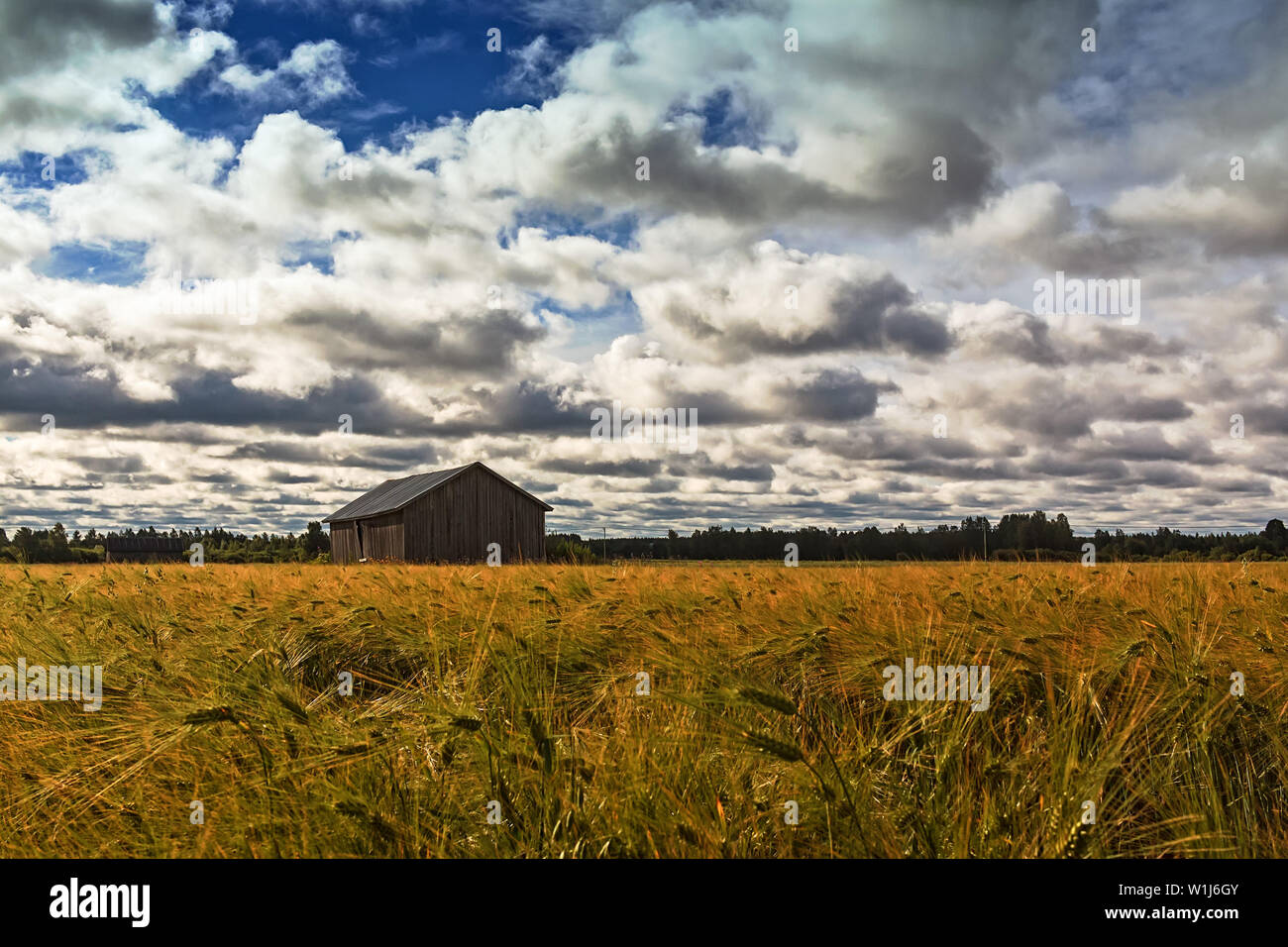 Une ancienne grange au milieu de la champ de seigle un jour d'été dans les régions rurales de la Finlande. Le ciel est plein de beaux nuages blancs. Banque D'Images