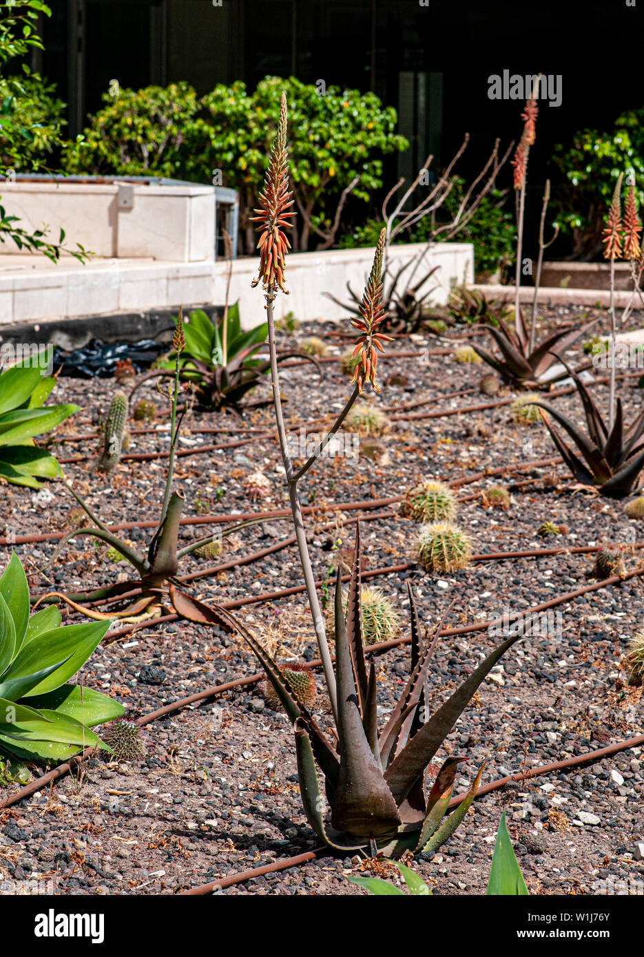 Hampes verticales d'un aloès plante succulente dans un jardin de cactus et succulentes photographiés à Tel Aviv, Israël en mai Banque D'Images