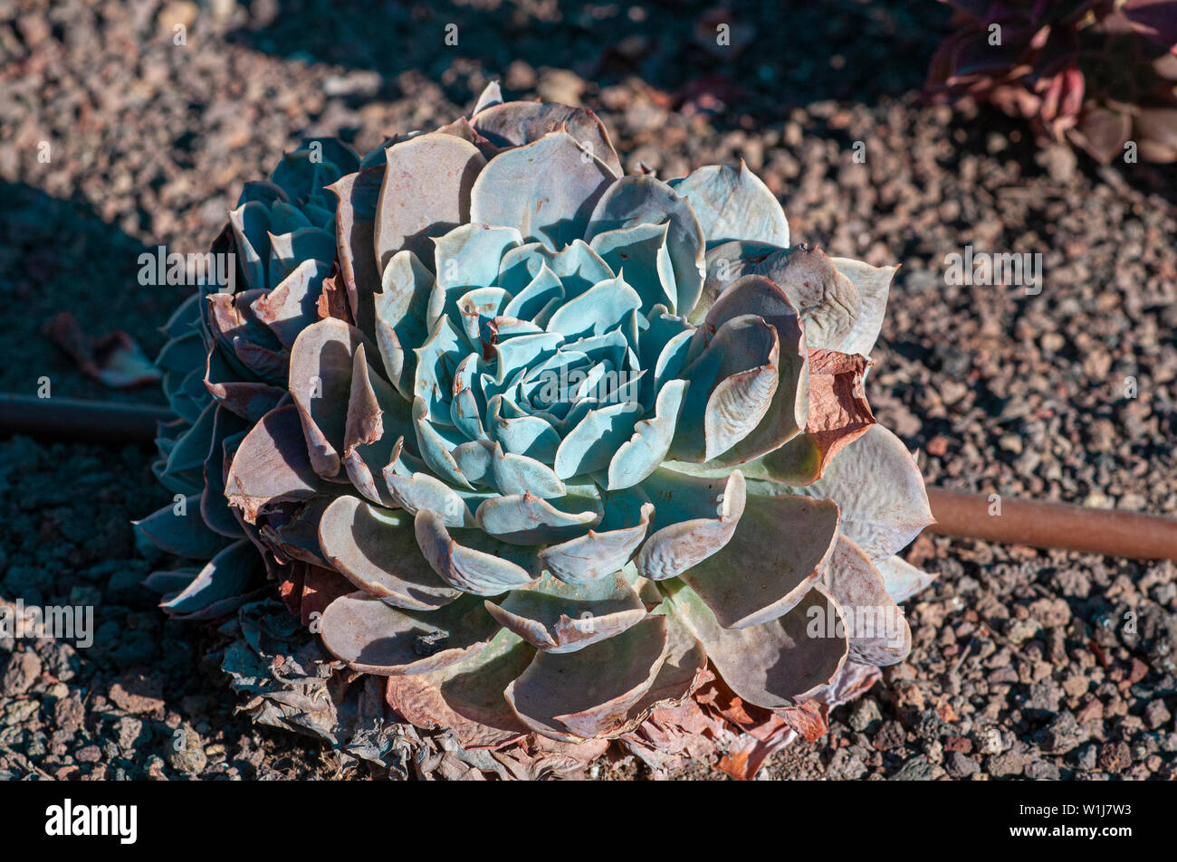 Pacific Blue Ice (houseleek Sempervivum) dans un jardin de cactus et succulentes photographiés à Tel Aviv, Israël en mai Banque D'Images