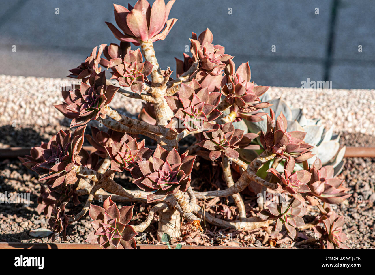 Houseleek Sempervivum plante dans un jardin de cactus et succulentes photographiés à Tel Aviv, Israël en mai Banque D'Images