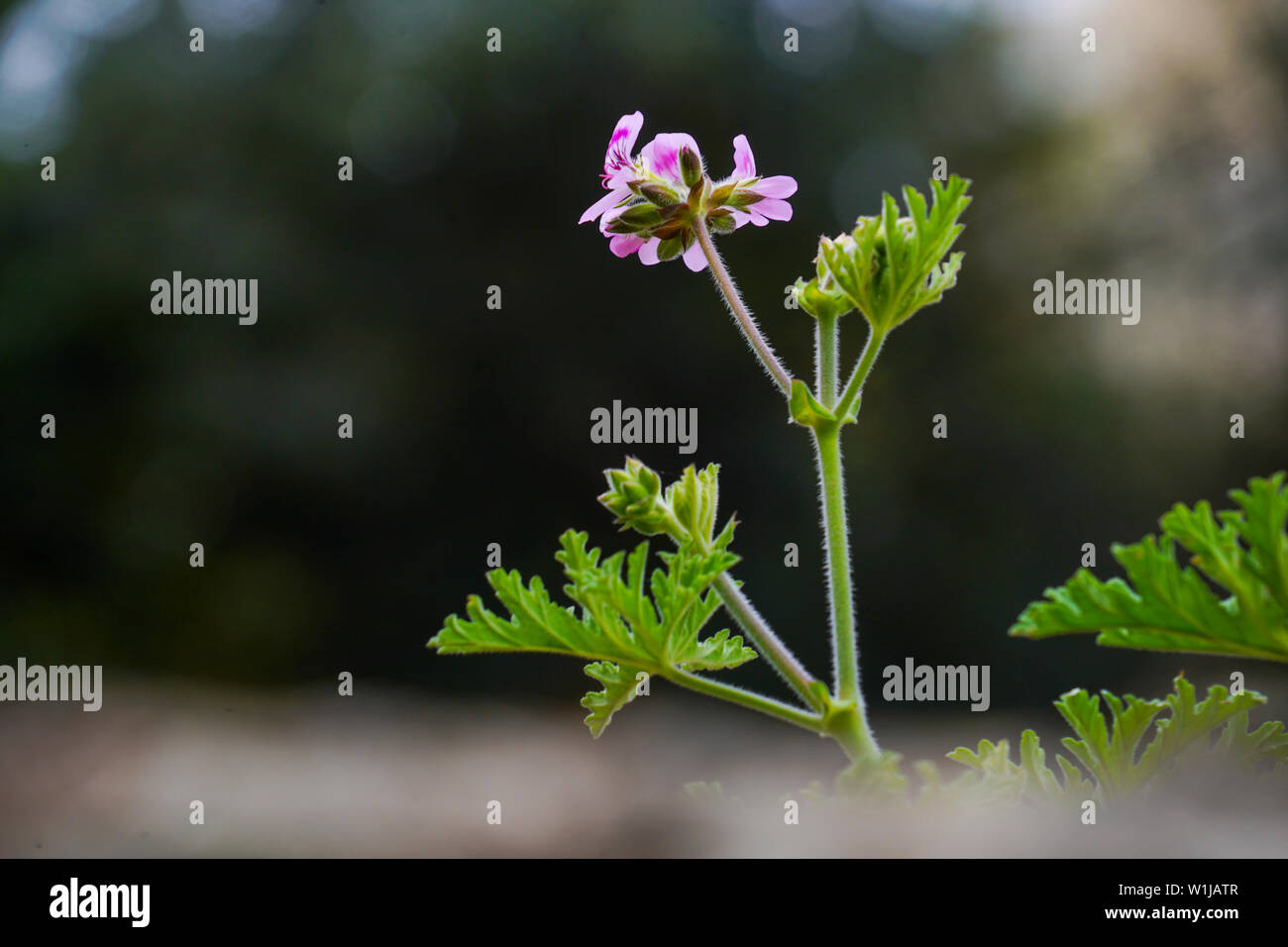 Doux parfum géranium dans un jardin Banque D'Images