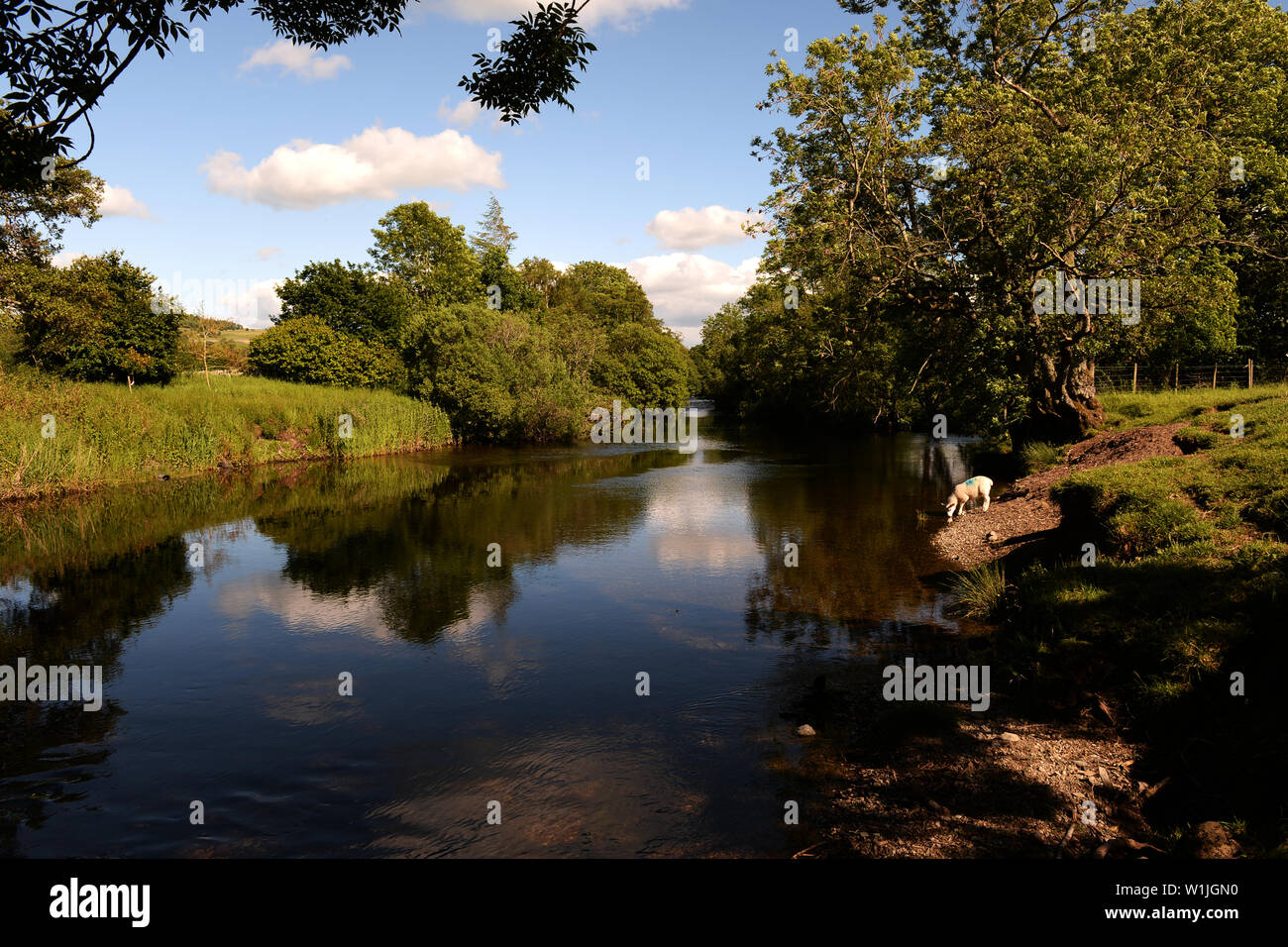 L'agneau au bord de la rivière Lowther, Eden District, Cumbria Banque D'Images