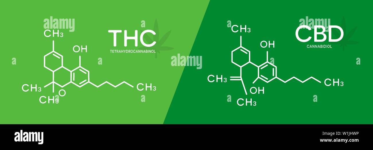 Le THC et le CBD formule. Molécule tétrahydrocannabinol cannabidiol et structure. Illustration de Vecteur
