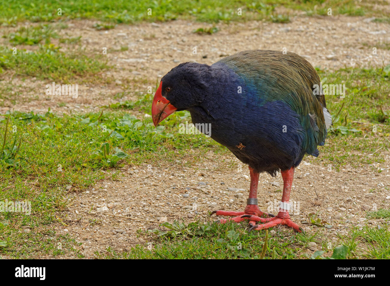 Talève takahé, oiseau en voie de disparition sur l'île Maud sanctuaire sans prédateurs, Nouvelle-Zélande Banque D'Images