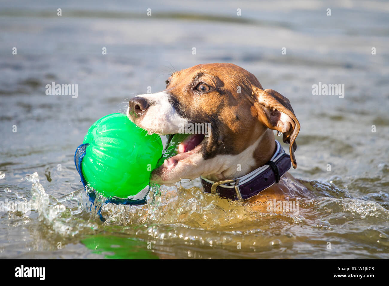 Brown American Pit Bull Terrier puppy dans l'eau, natation et aller chercher un jouet Banque D'Images