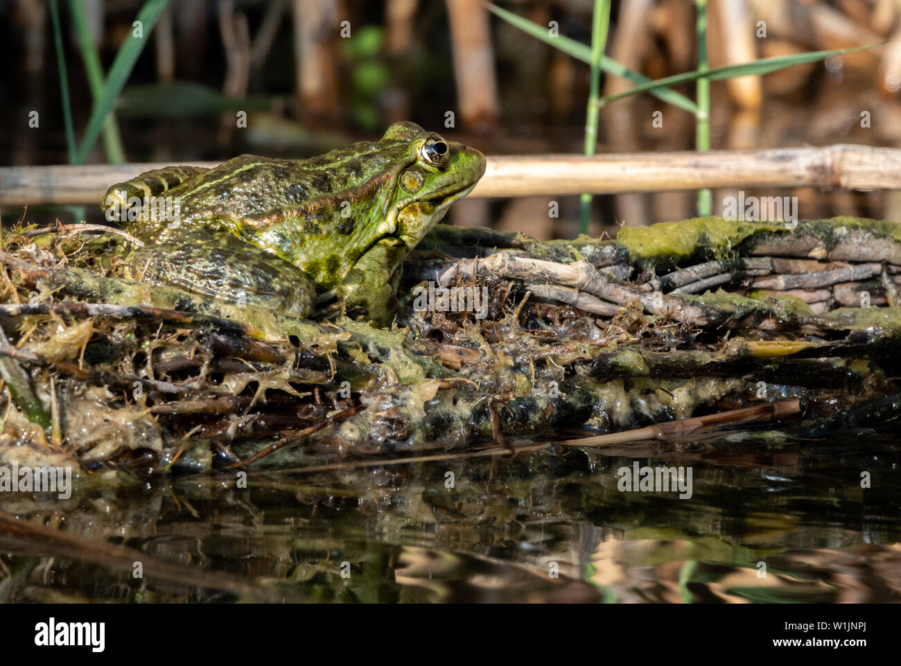 L'eau, la grenouille verte Rana esculenta assis le soleil Banque D'Images