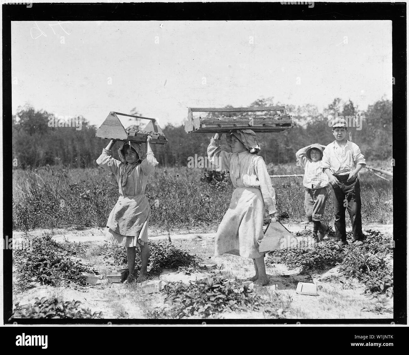 La jeune fille berry transporteurs sur Newton's Farm. Ann Parion, 13 ans, son travail, la saison 5 comporte 60 lb. de baies du champ à l'éclaire. Andenito Carro, 14 ans, son 2ème de la saison, est porteur d'une charge de 25 lb. de baies. Outre le grand effort physique dans l'exercice de tels poids, ces filles ont aussi cueillir des baies. Quand Andenito a été demandé à son âge, elle a répondu 12, à laquelle sa mère interrompue pour dire qu'elle était passé 14. Cannon, Del. Banque D'Images