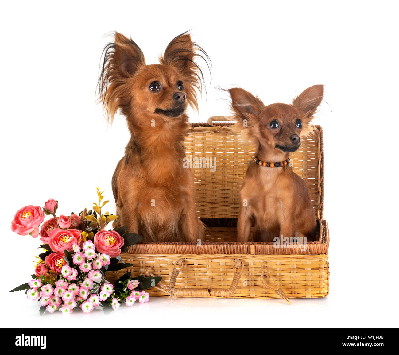 Russkiy Toys in front of white background Banque D'Images