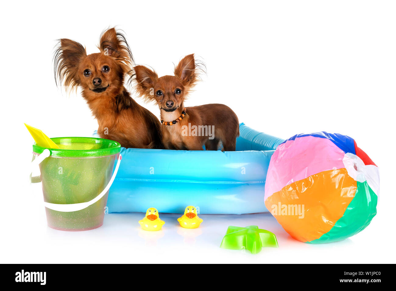 Russkiy Toys in front of white background Banque D'Images